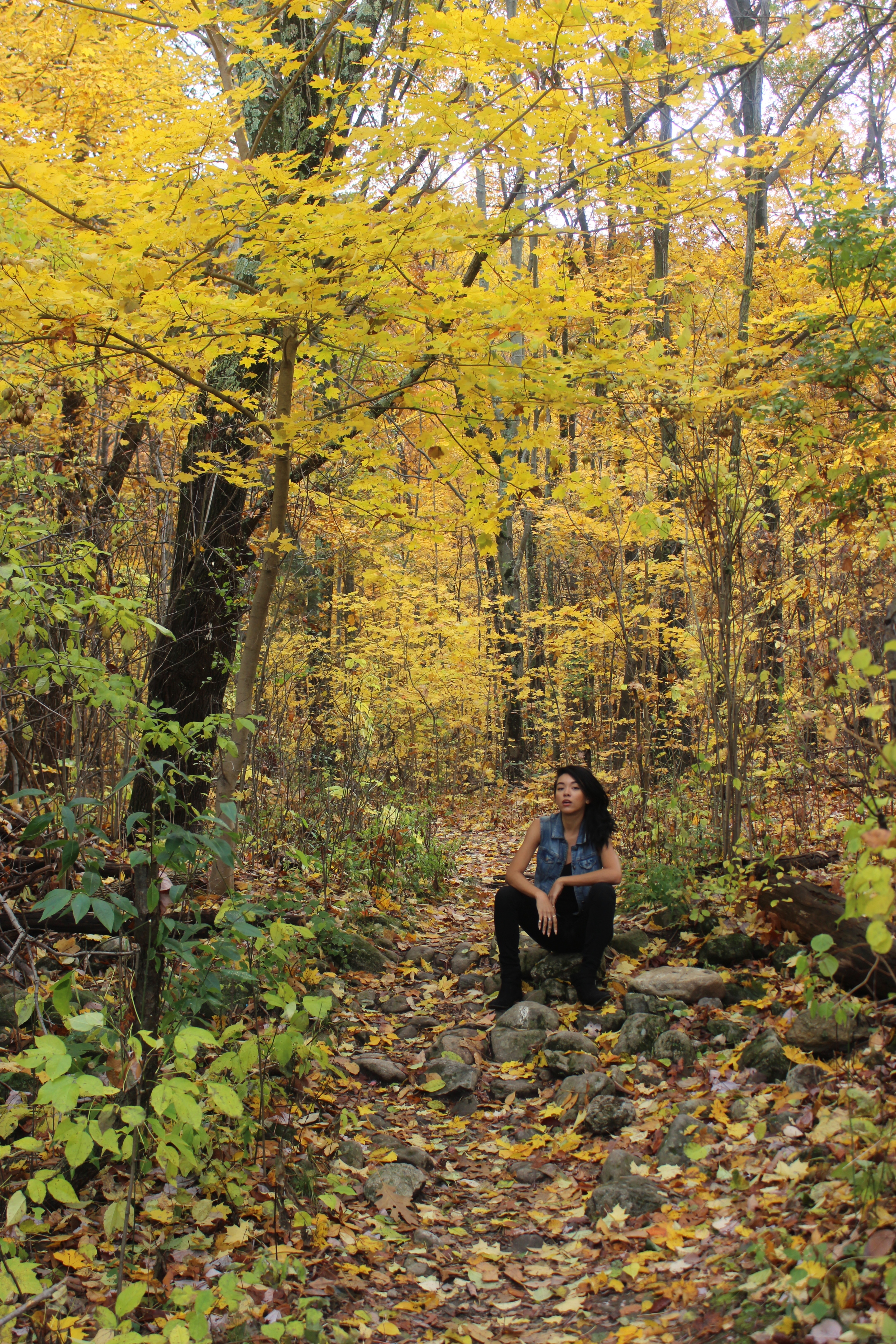 Yellow trees, Upstate NY