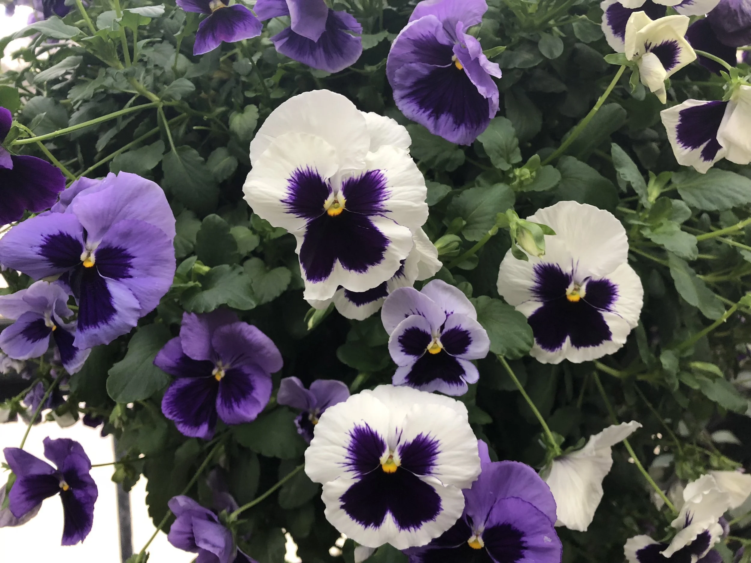 Longwood Gardens, PA