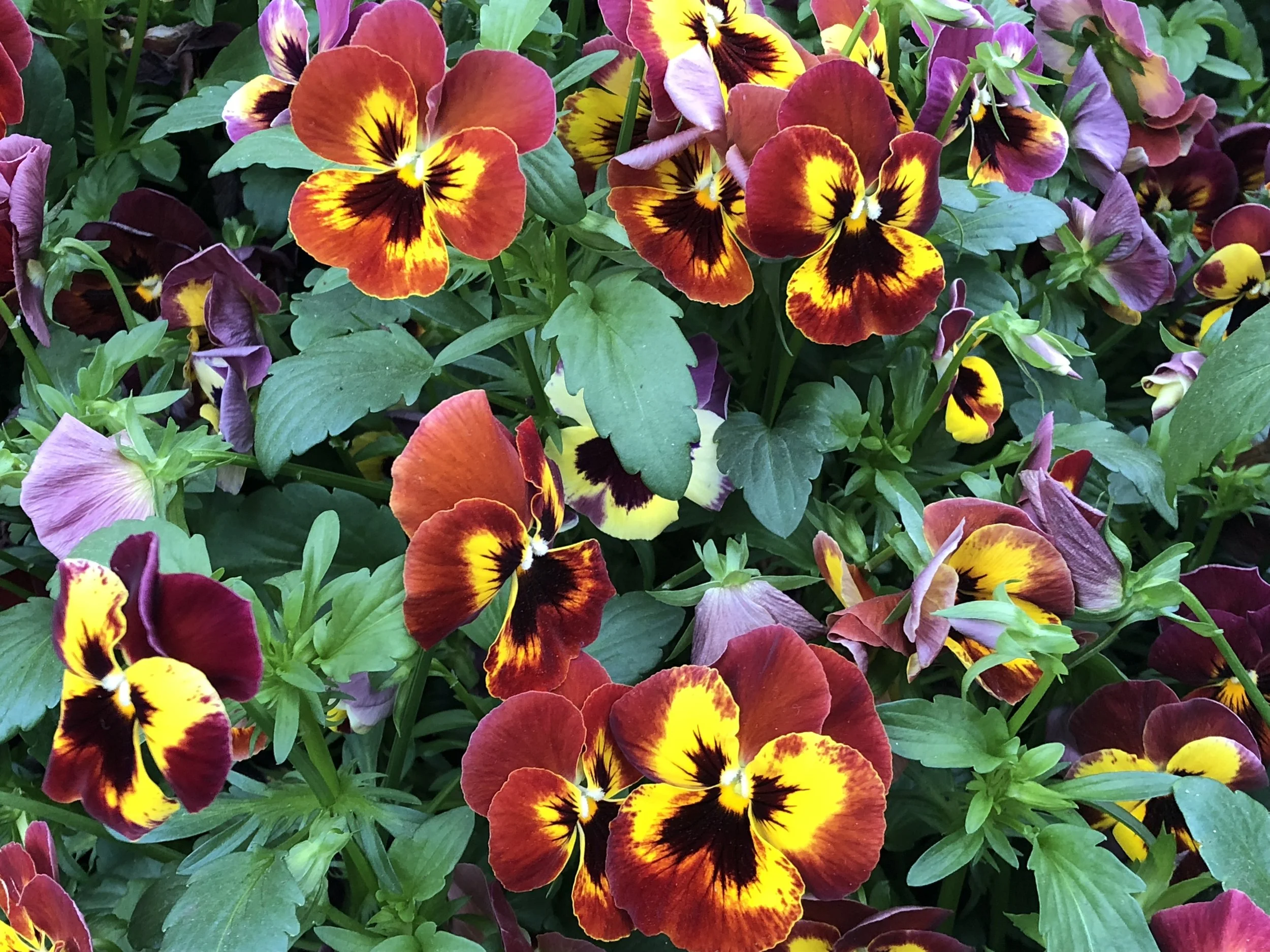 Longwood Gardens, PA