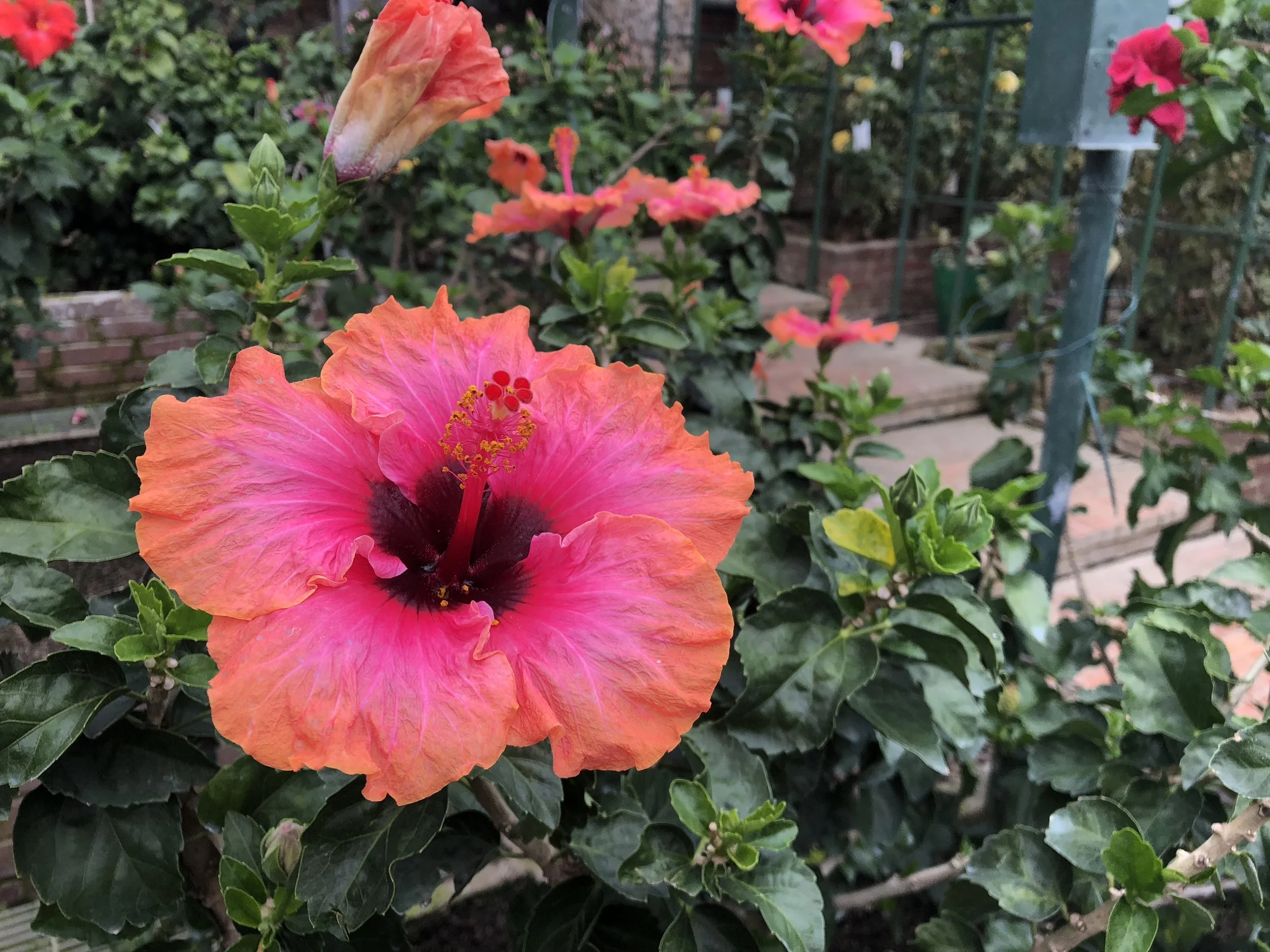 Longwood Gardens, PA