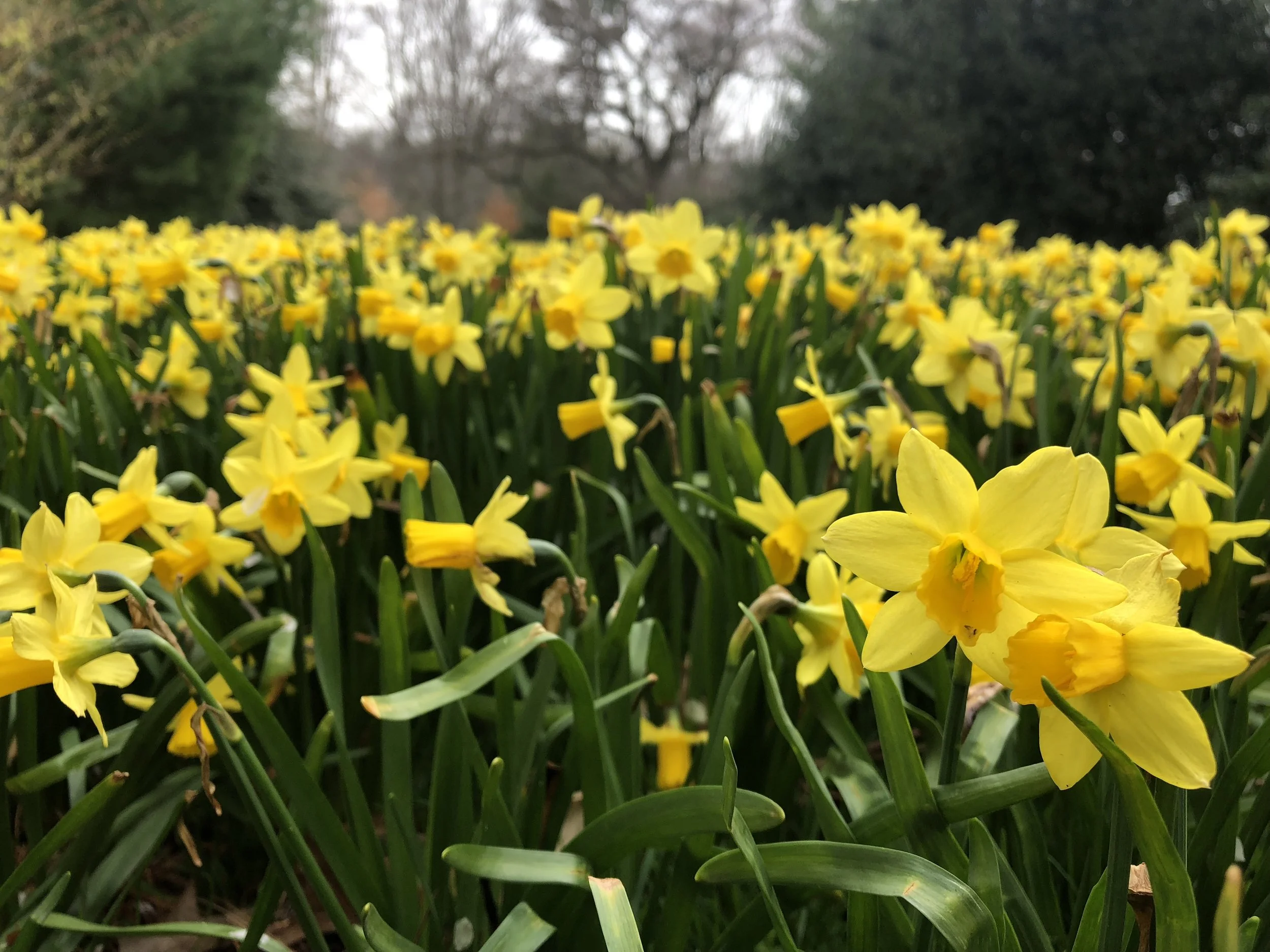 Longwood Gardens, PA