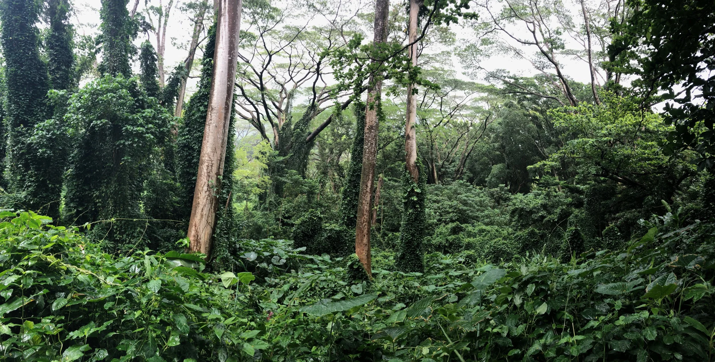 Manoa Falls Trail, Honolulu, Hawaii
