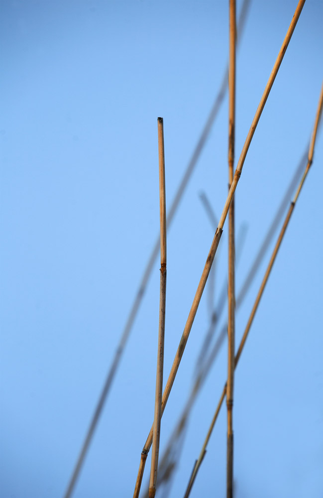 Yellow Reeds