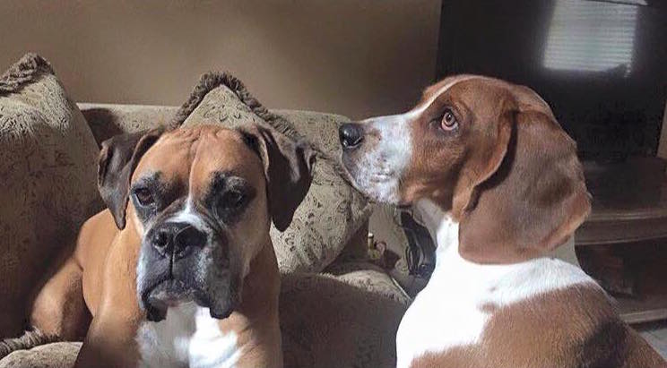 Roxy and Jerry Lee got loose. The Boxer is still missing. If you're of the praying sort, it would be appreciated.