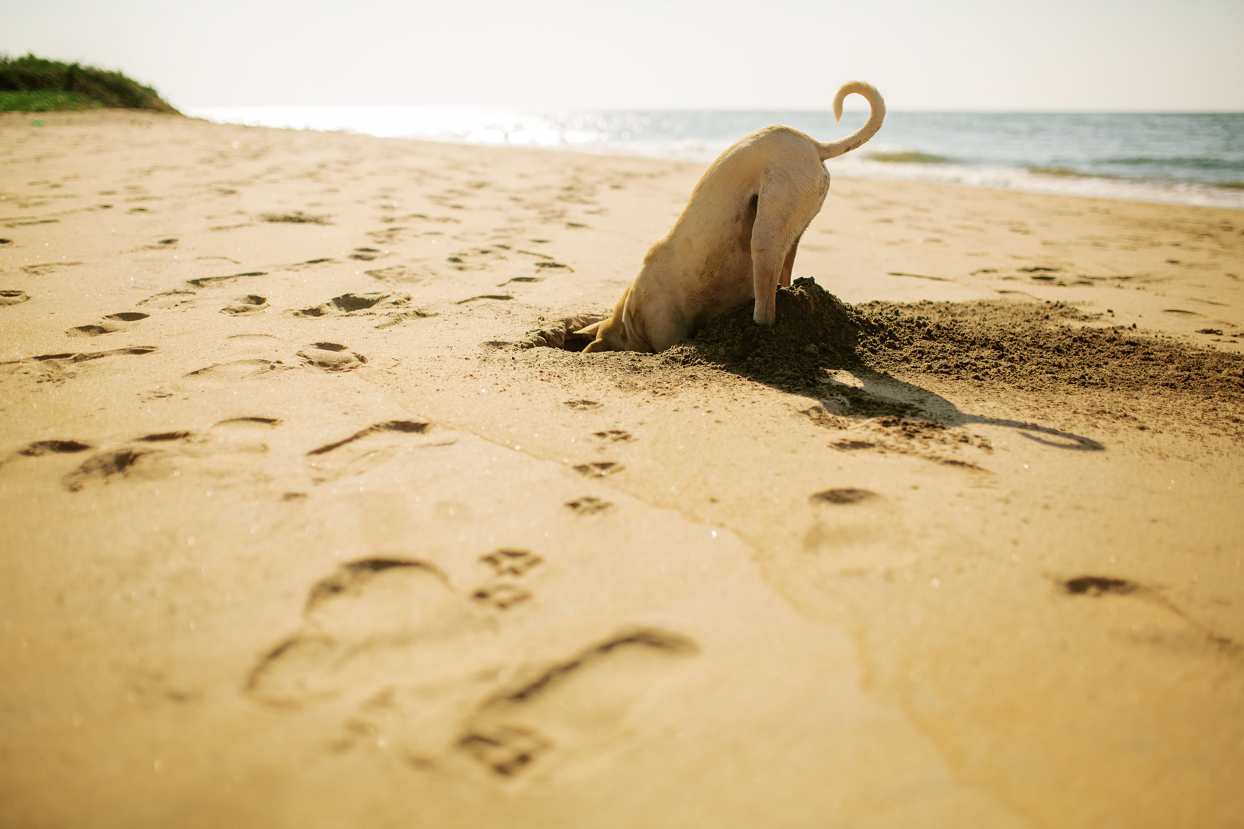 Image - dog digging on the beach.jpg