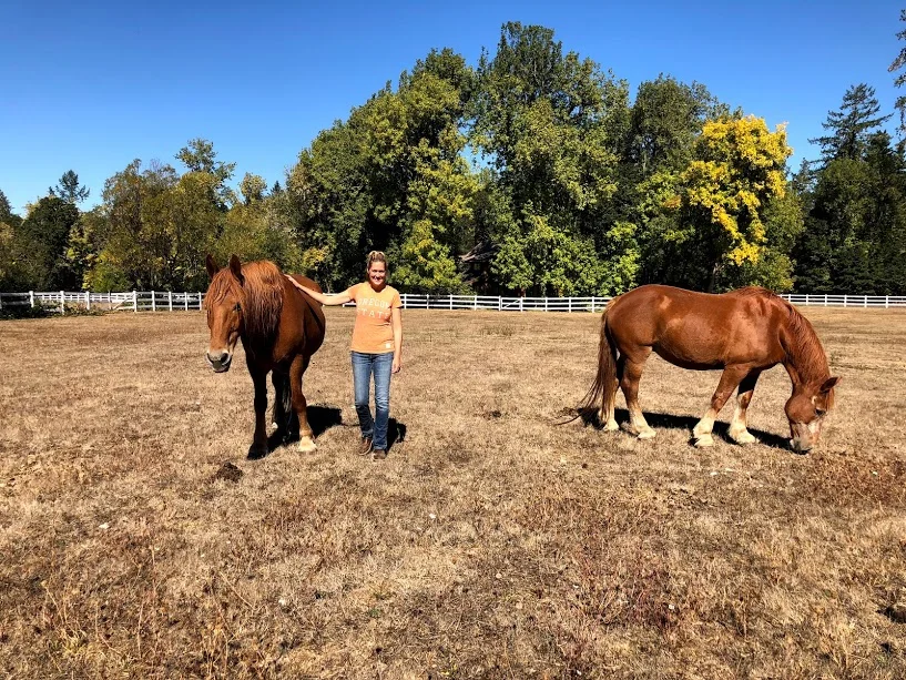 Sugar and Grandpa graze in their new pasture with their foster family. These two are the luckiest drafts in the world— their foster family generously offered to take both horses so we didn’t have to separate this bonded pair.