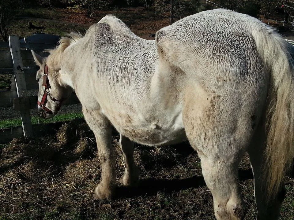 BEFORE: Katie Sue upon intake in 2012. Her exposed ribs, hip bones, and spine signal that she is massively underweight at a body score of 1. Her lowered head and dejected disposition are signs correlated with ongoing neglect.