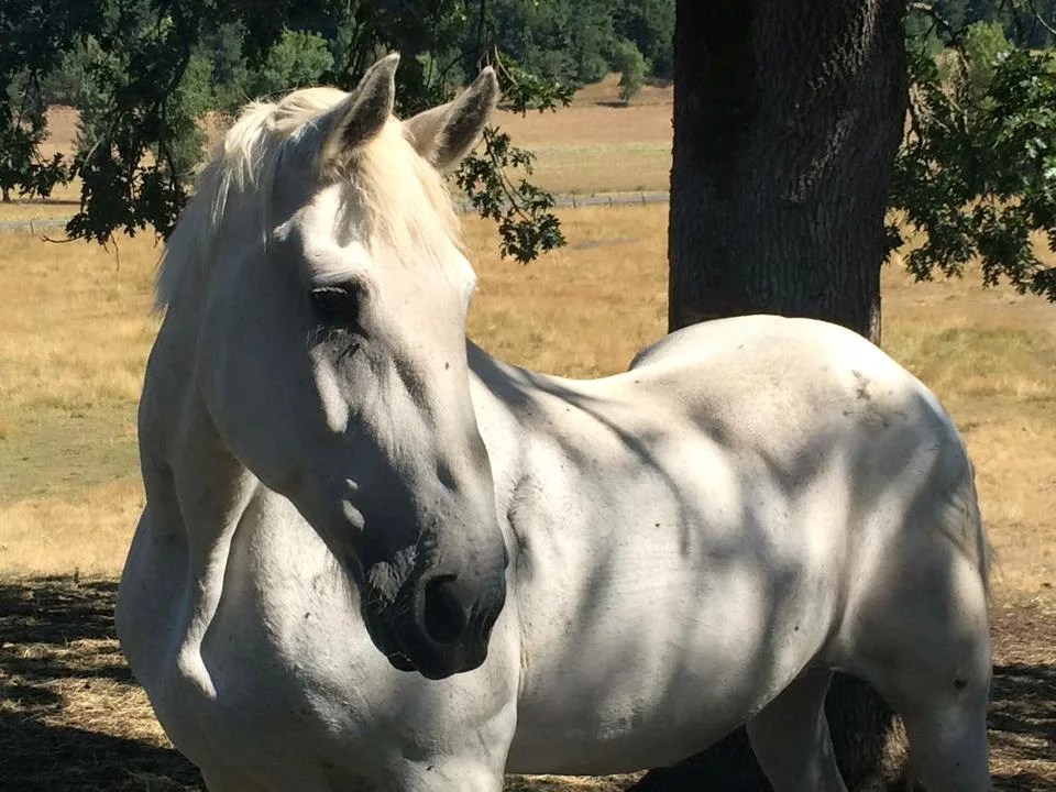 AFTER: Katie Sue post-rehabilitation. She has gained enough weight to bring her body score back up to a normal range. Her coat has some sheen to it and she is more alert and energetic in disposition.