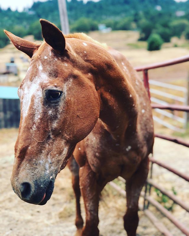 Earl is one of our oldest resident horses. He may be an old man in his senior years at 36, but he knows he&rsquo;s still the boss. He&rsquo;s hanging around the gate waiting for it to be unlocked so he can let himself out! This sweet boy and the othe