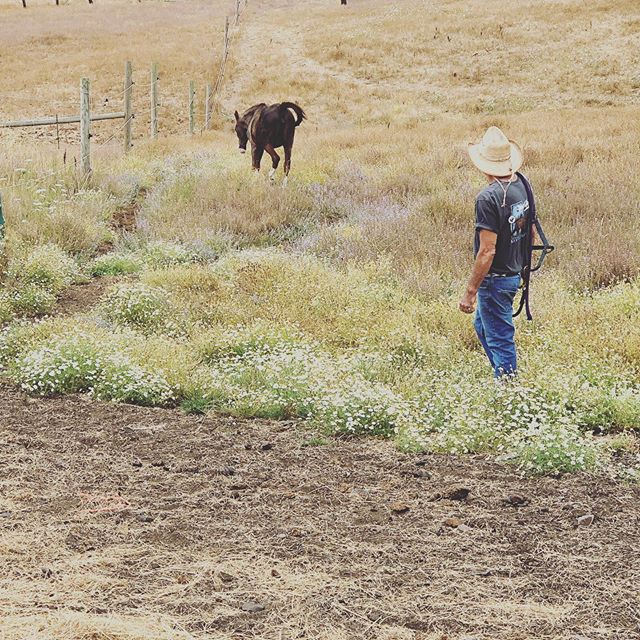 Earning the trust of a horse can feel like a daunting task. Every step forward brings two steps back. But even amidst the struggle, we can use what challenges us to grow as horseman. Working with rescues teaches patience and persistence, and fosters 