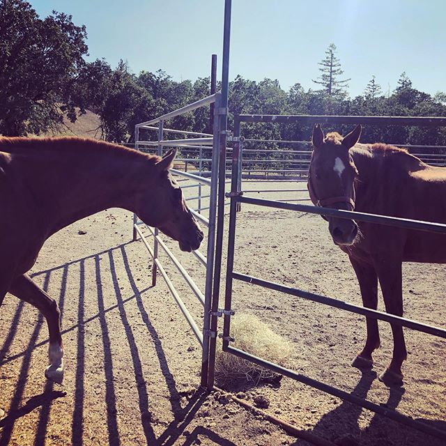 Caspian is wondering why #gemmatheredhead is getting all the good stuff! Both of these sweet horses are available for #adoption through OHR and you can find out more about them online at oregonhorserescue.com/adoption #horsesofinstagram