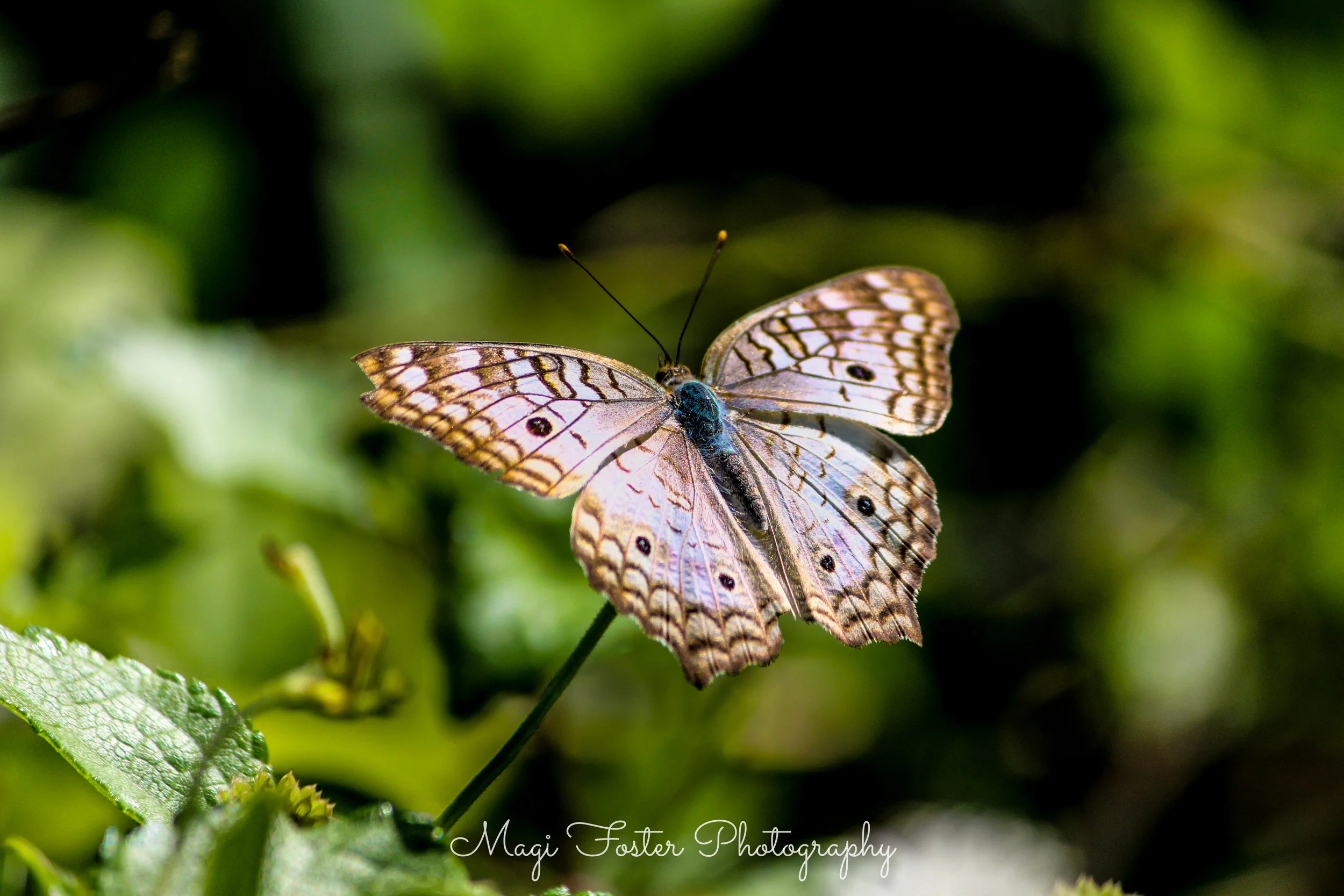 BVI_Moth-204.jpg