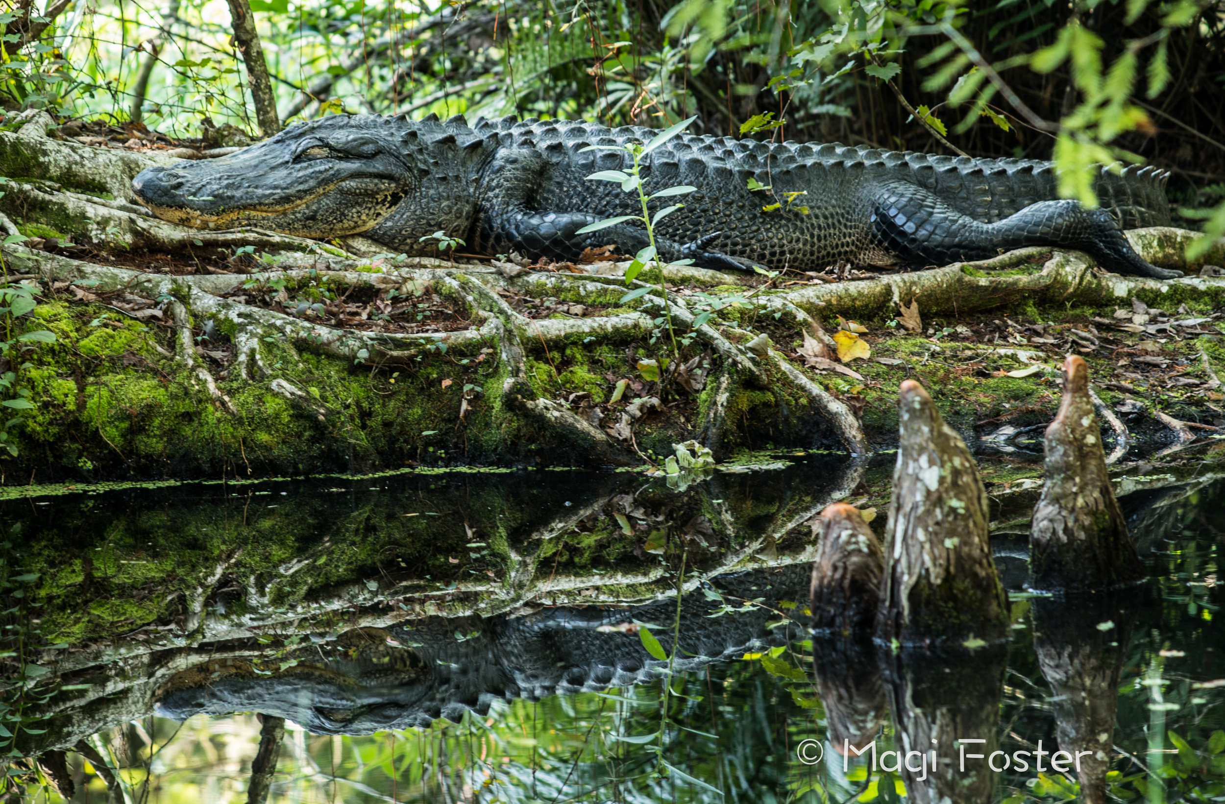 Corkscrew Swamp in Naples, FL