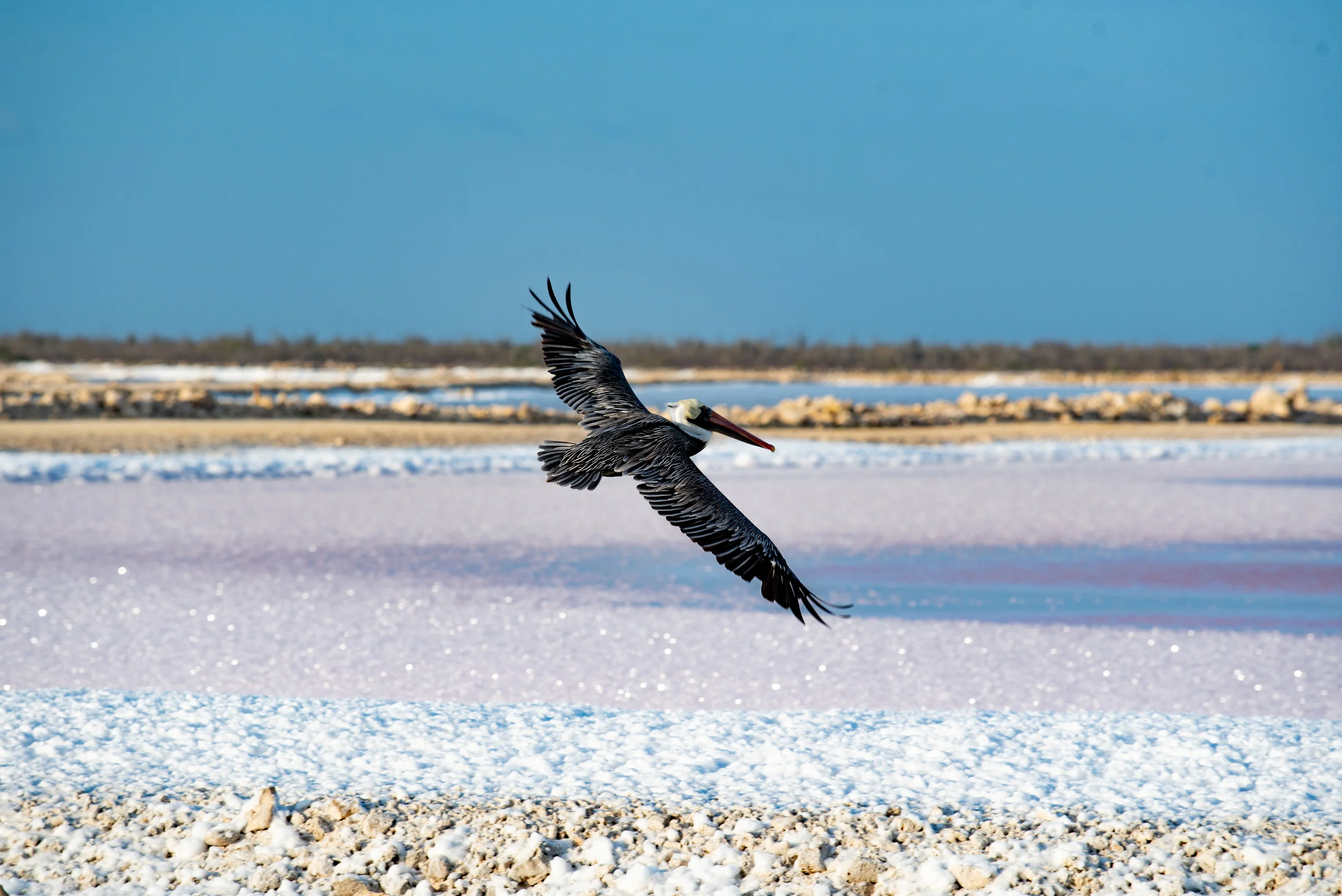 DSC_6444.jpg