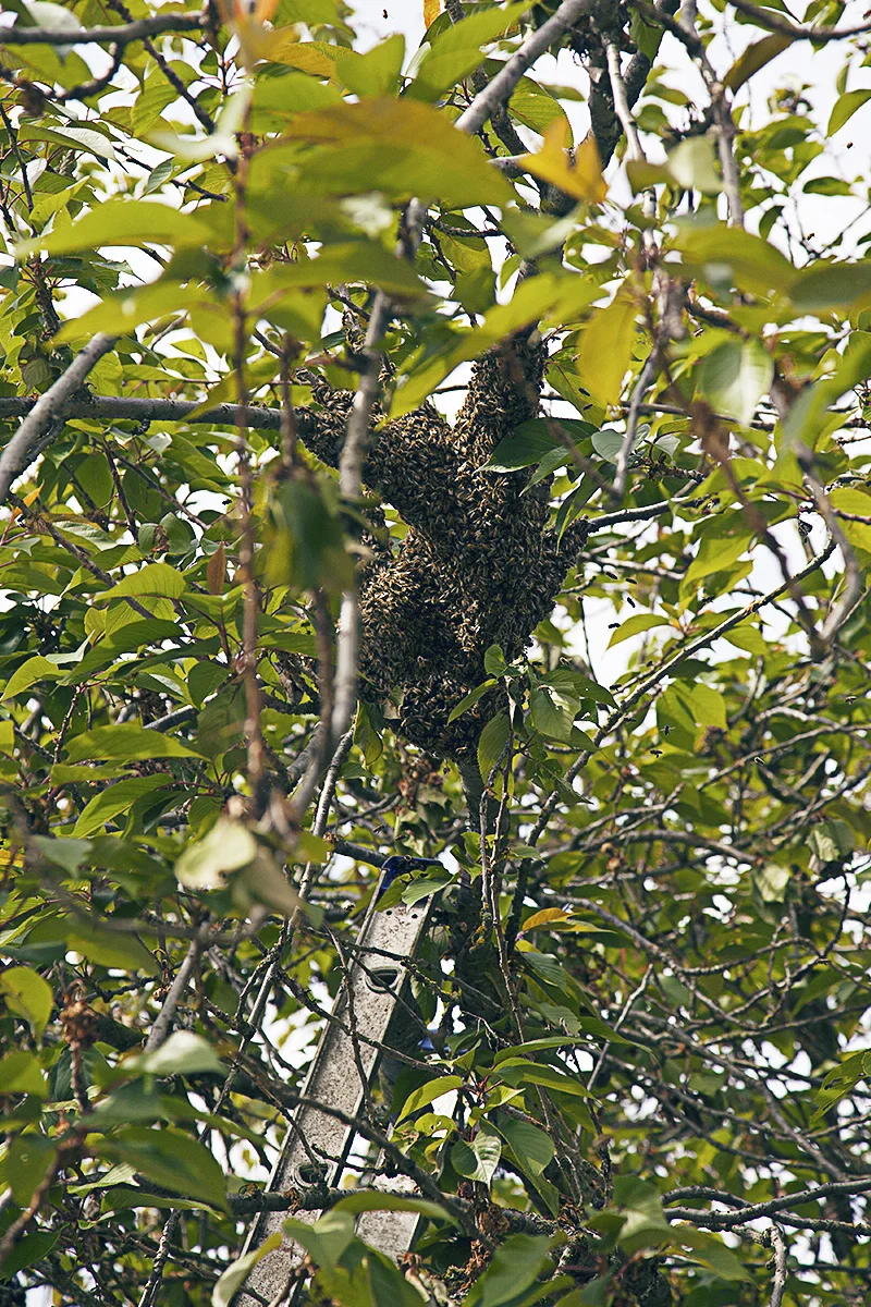 Do you see what I mean? This clump of bees look like a sloth hanging off a tree...