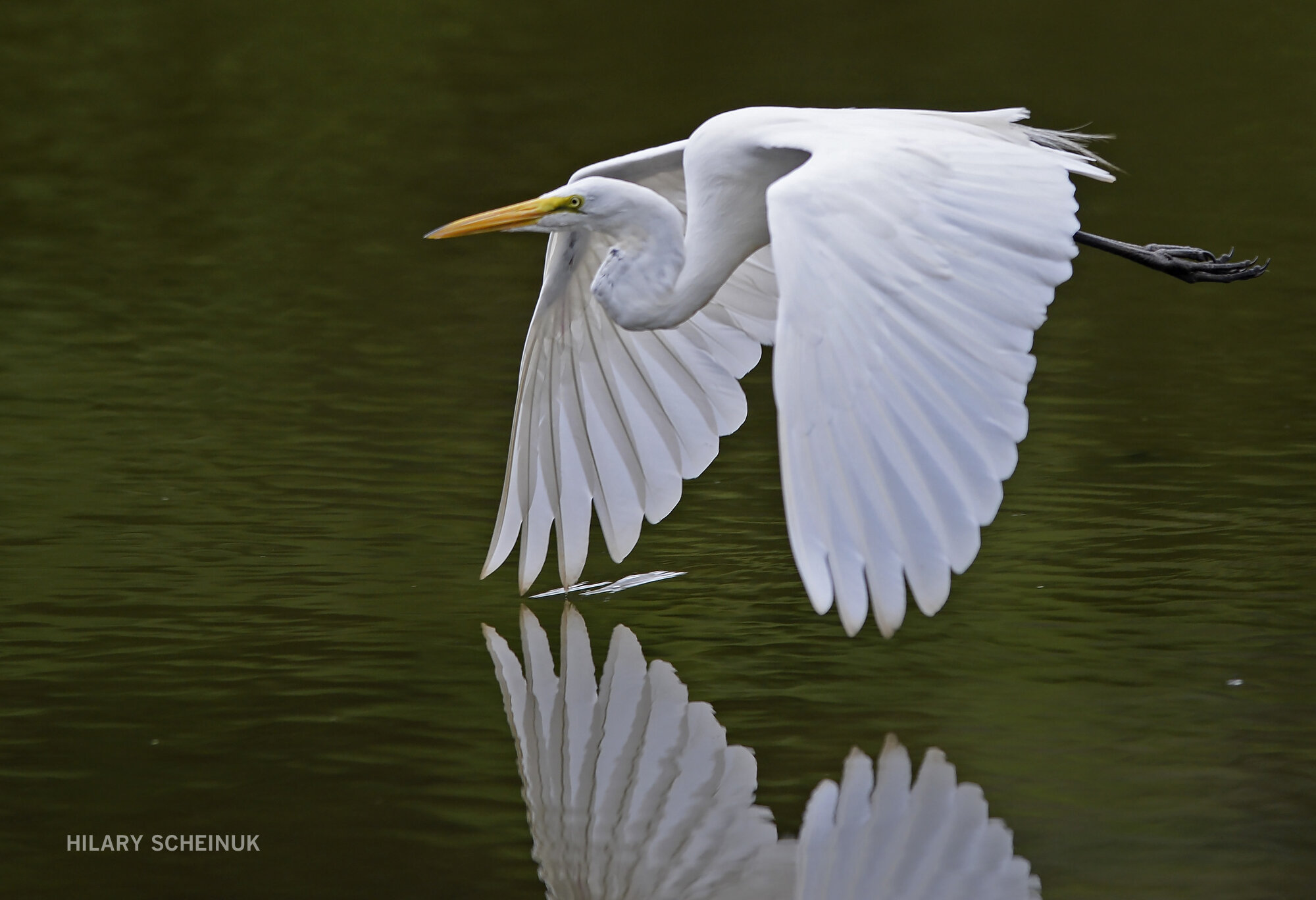 20170803 Egret HS 061.JPG