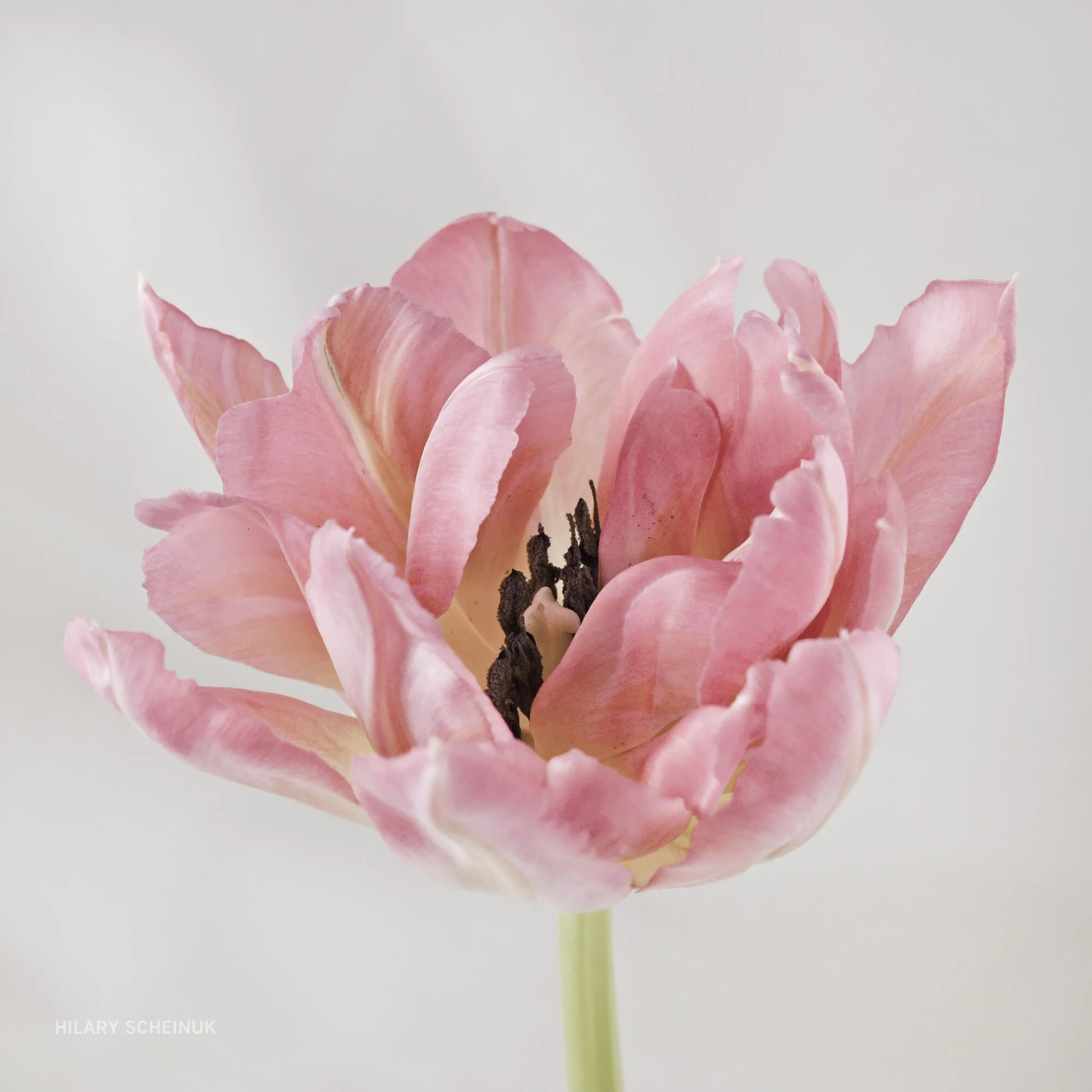 20210406 Flowers 157b.JPG