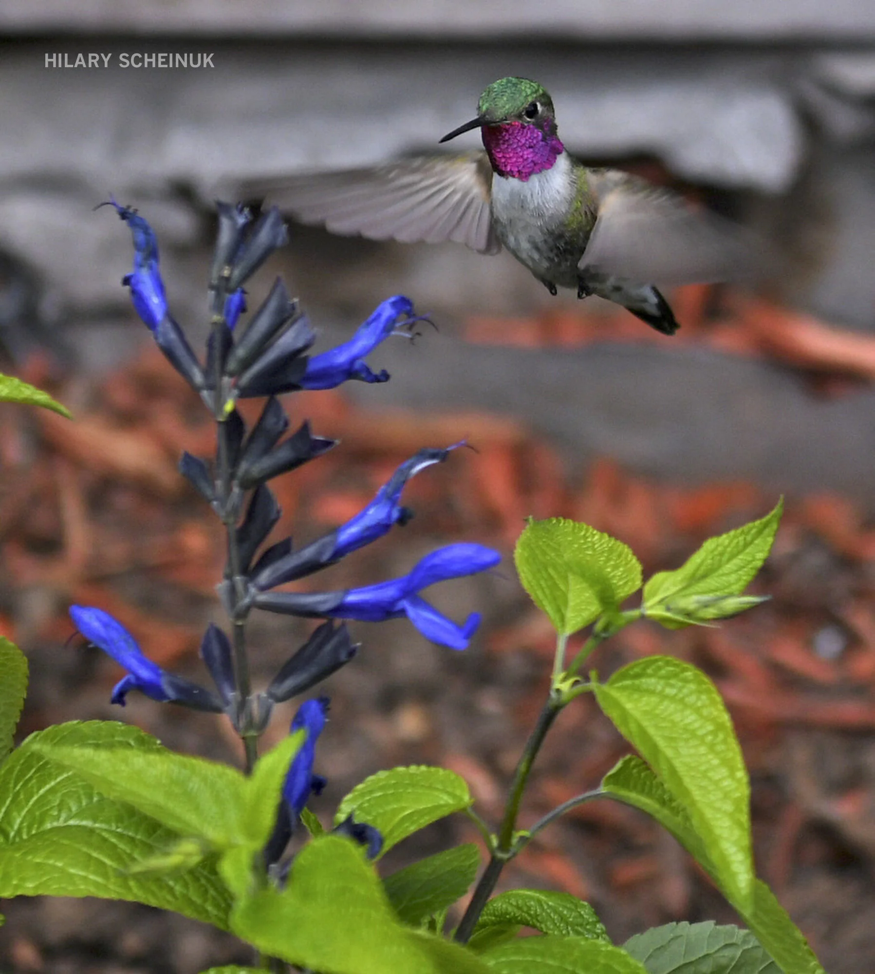 20210608 Vail 961.JPG