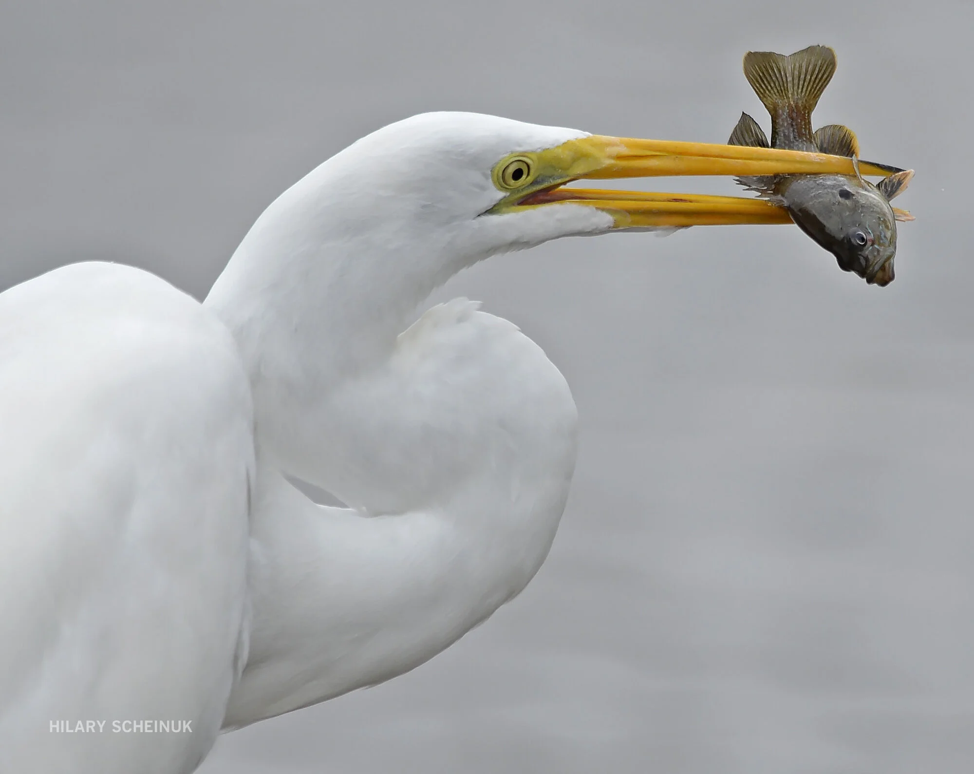 BR.mrbigshot.083017 HS 004.JPG