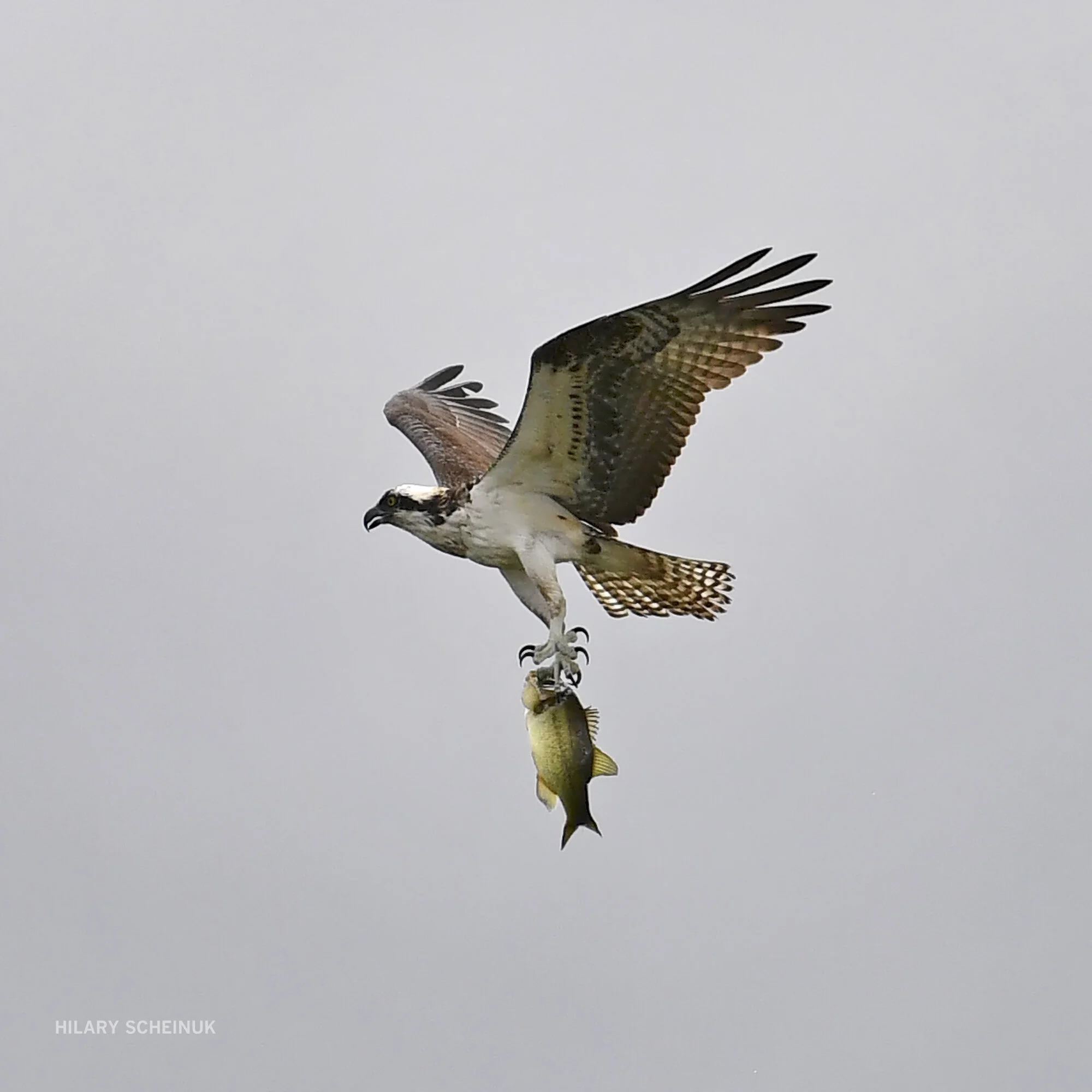 BR.osprey.adv HS 207.JPG