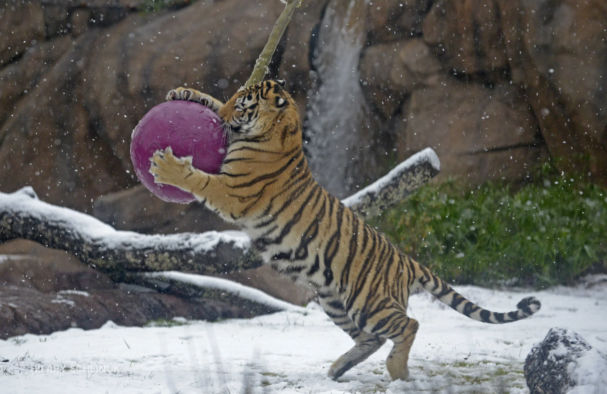 BR.snow.120917 HS 563.JPG