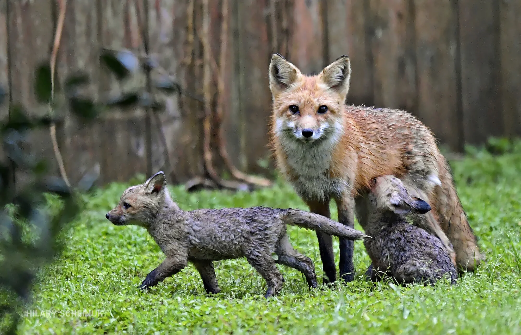 BR.wildfoxfamily.adv_HS_012b.JPG