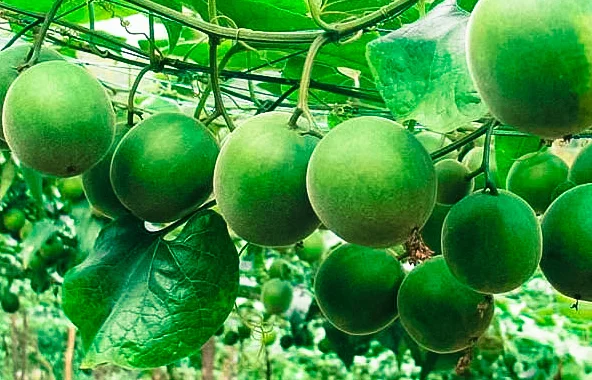 Erythritol (certified organic ) & Luo Han Guo Extract (grown using organic farming methods - chemical free)