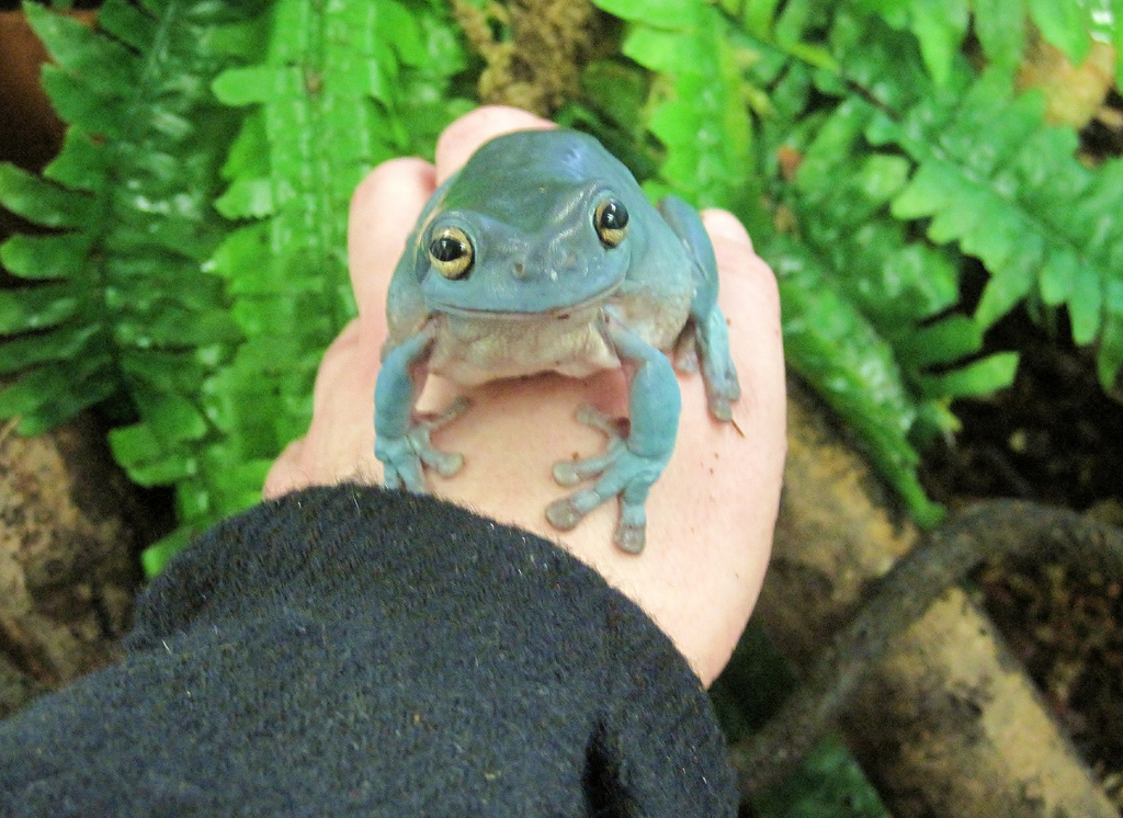 White's Tree Frog says hello_6790597689_l.jpg