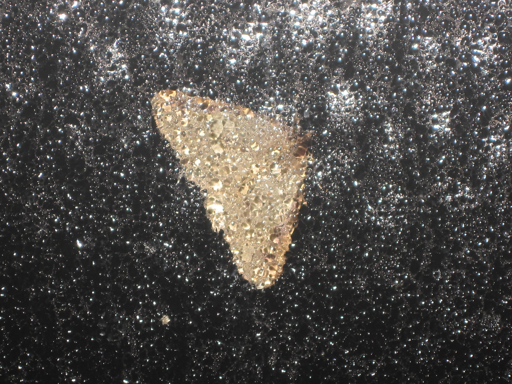 First moth of the year_4425962459_l.jpg