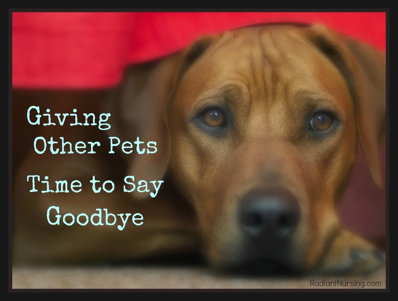 Give Other Pets Time To Say Goodbye