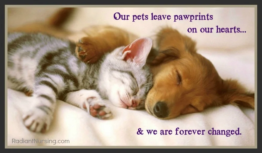 Prepare For The Goodbye To Our Pets