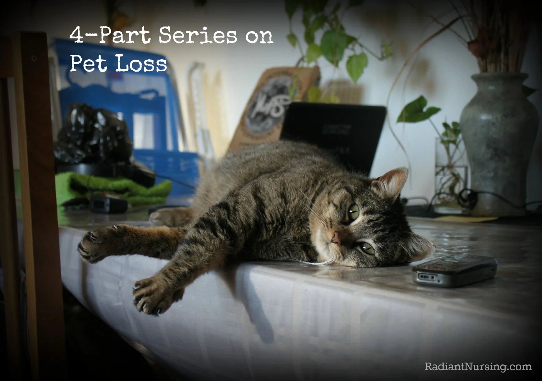 pet loss.jpg