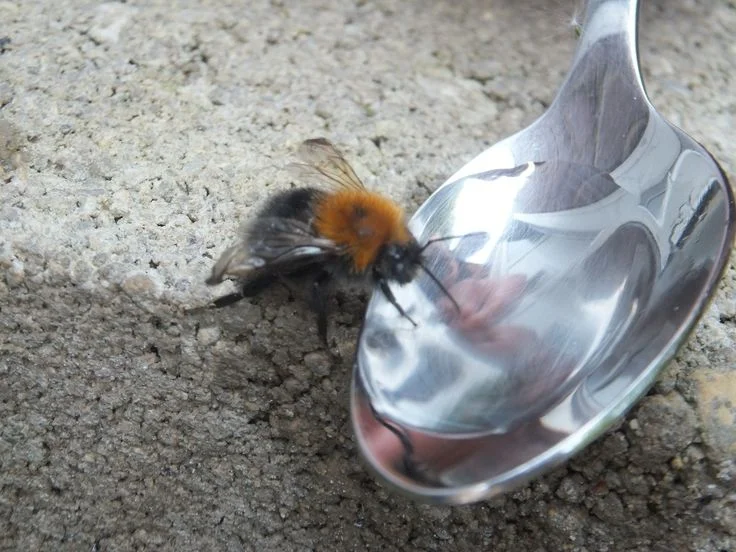 A+bumble+bee+drinking+sugar+water+from+a