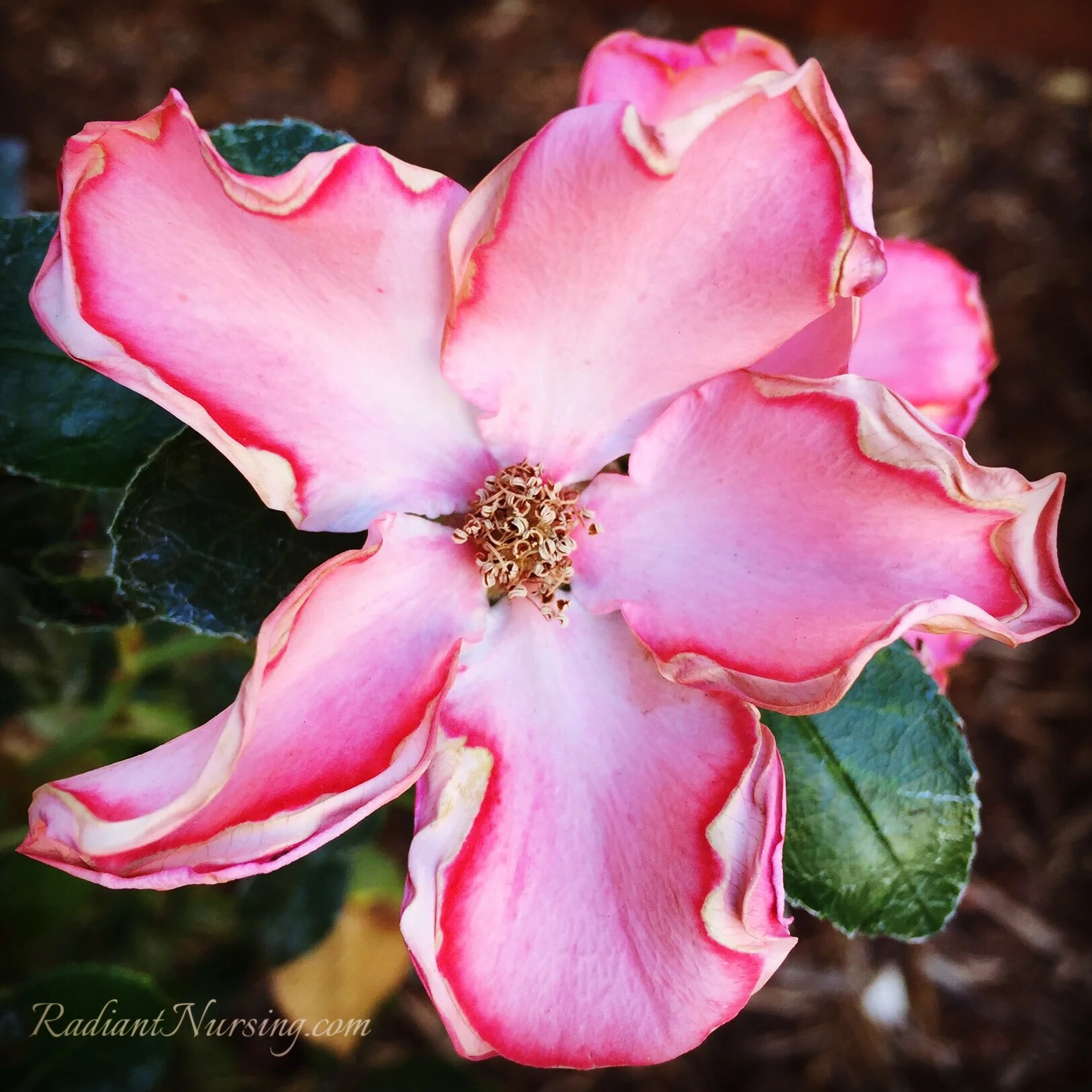 Fading Flowers And Love — Radiant Nursing