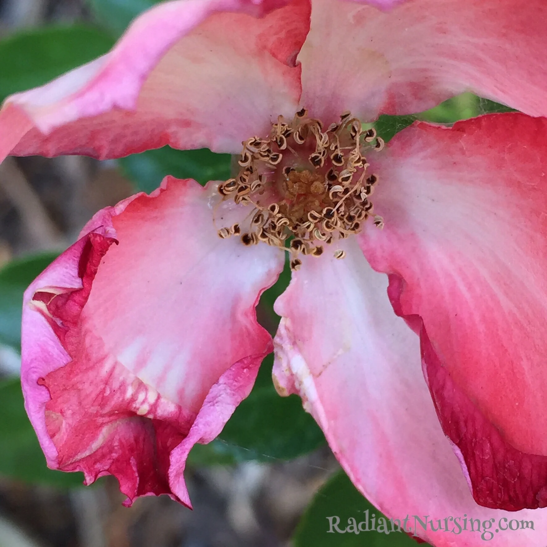 Fading Flowers And Love — Radiant Nursing