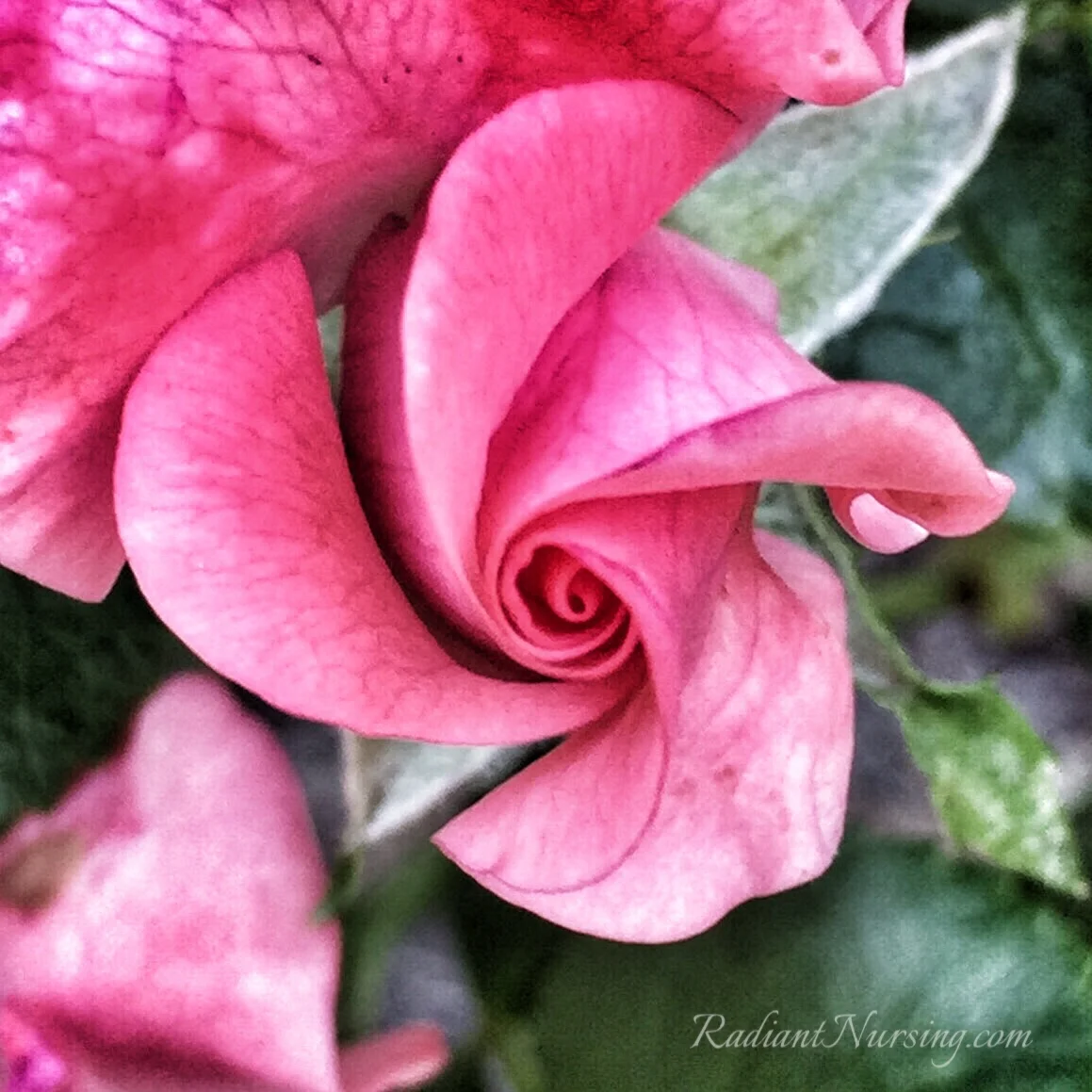 Fading Flowers And Love — Radiant Nursing