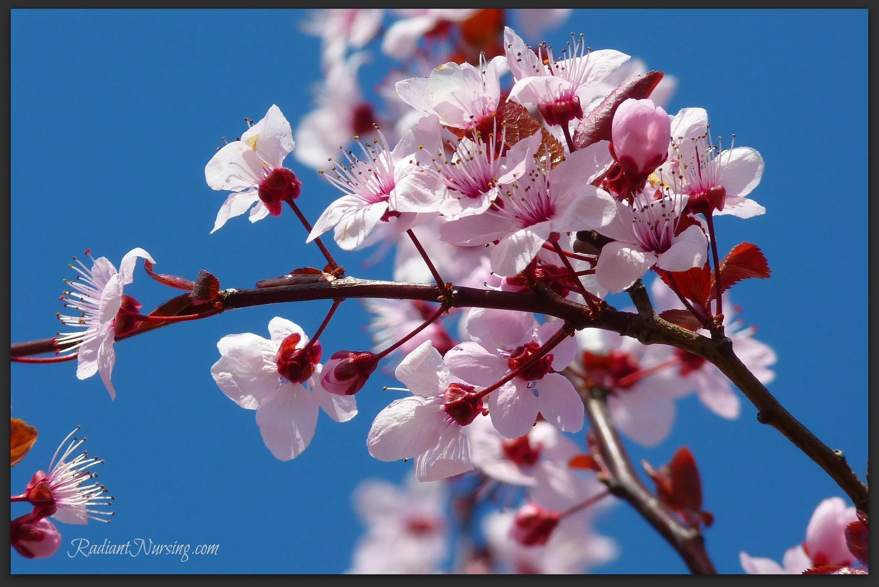 Seasons And Their Names — Radiant Nursing