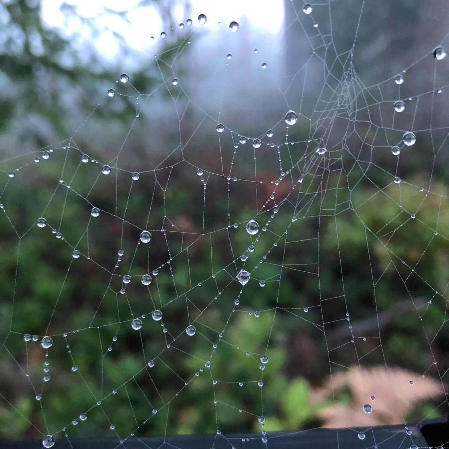 Morning Dew Radiant Nursing