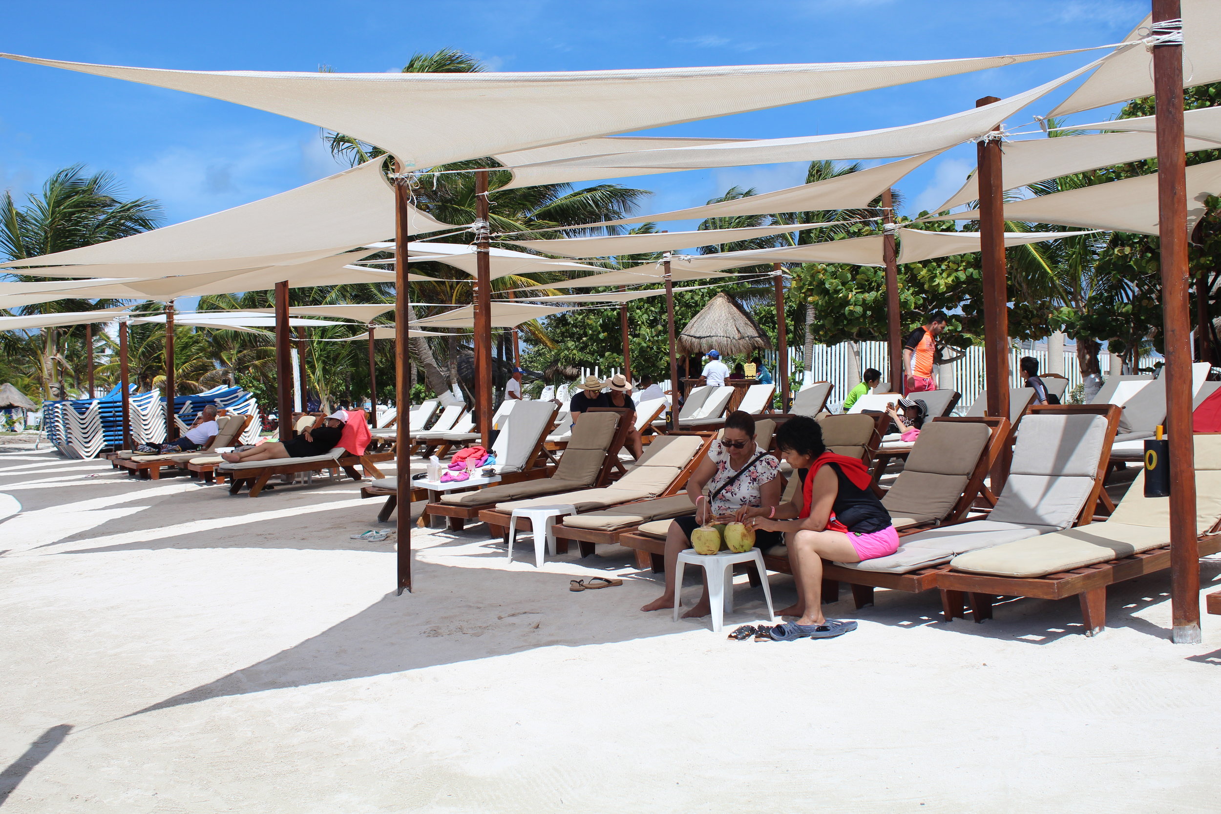 coconuts at the beach.JPG