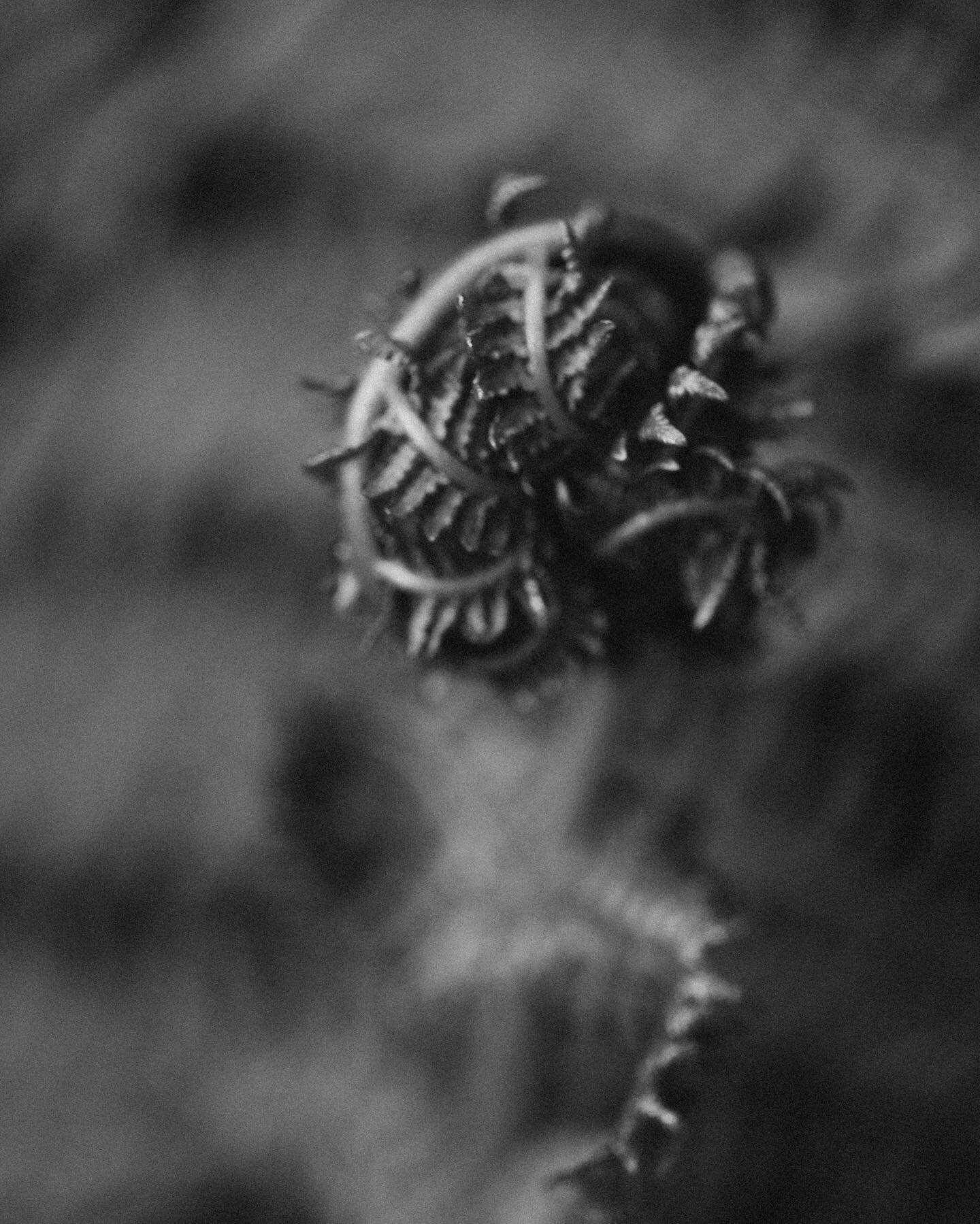 beginnings and growth
&bull;
&bull;
&bull;
&bull;
 #naturenotes #seasonspoetry  #botanicaldaydreams  #whimsicalwonderfulwild #dark_macro_art #moodymacro #macro_captures_ #slowsimpleseasonal #alittlebeautyeveryday #creativemaywithbeth #creativemay #al