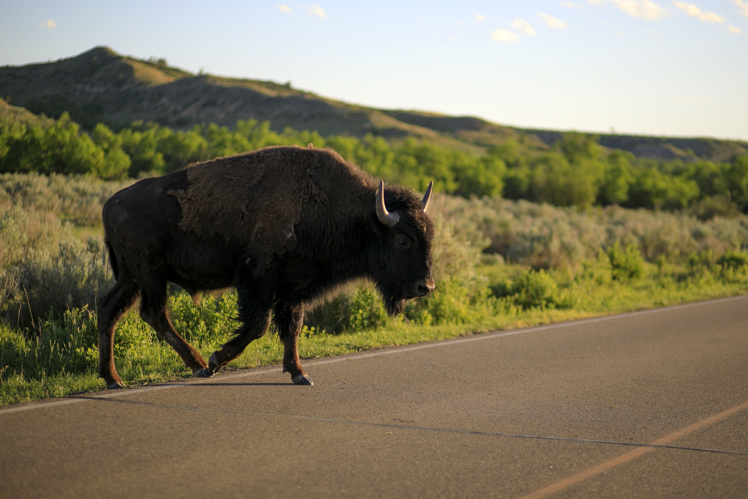  A bison crosses the road, causing cars to stop and wait on June 12, 2021 in Theodore Roosevelt National Park, North Dakota. 
