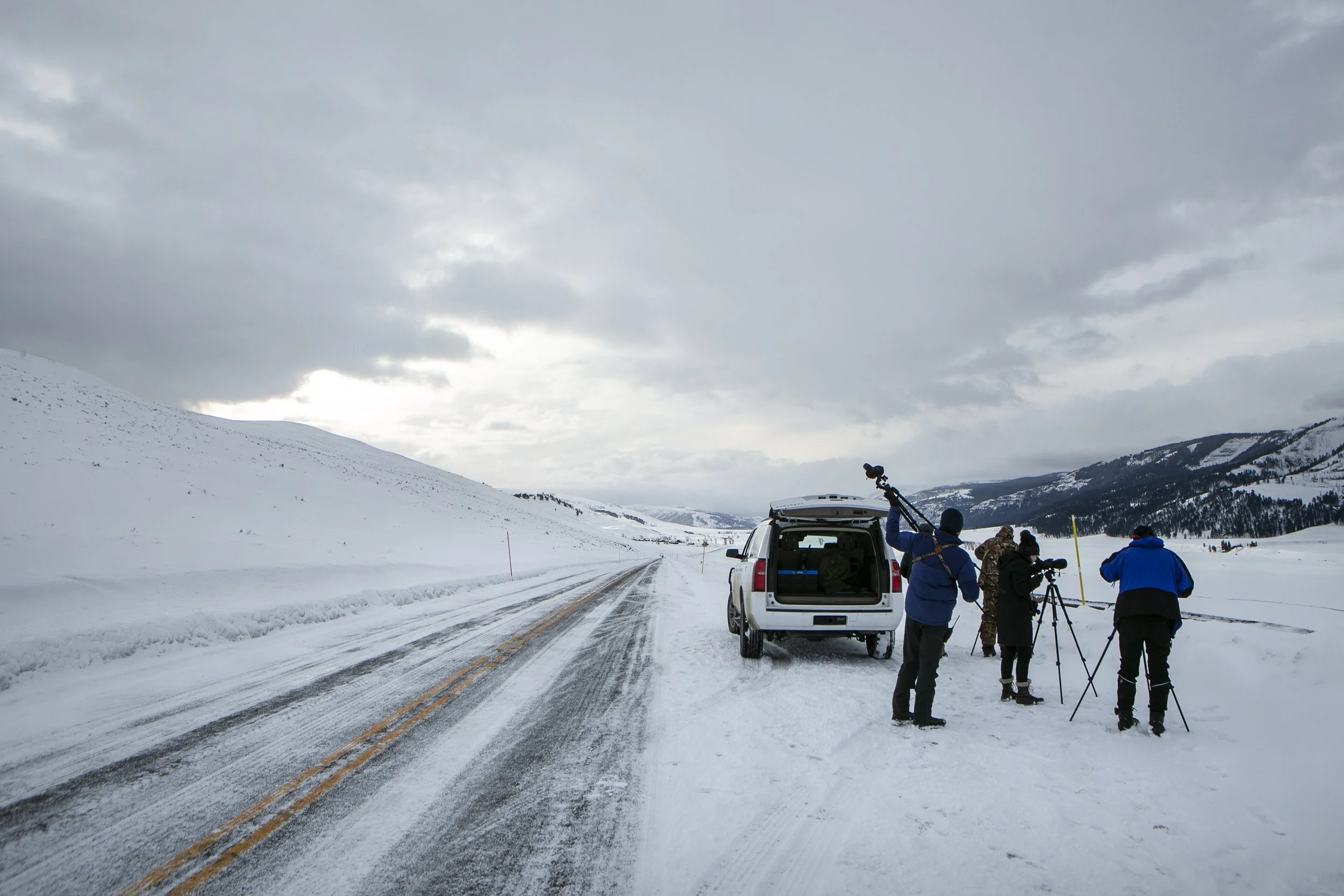 Searching For Wolves - Yellowstone NP