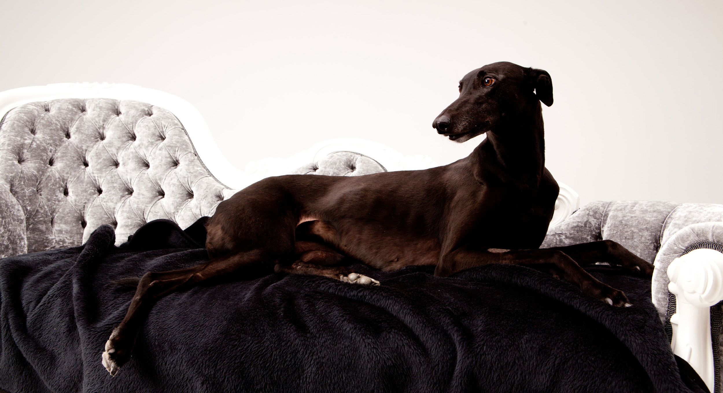 italian greyhound gumtree