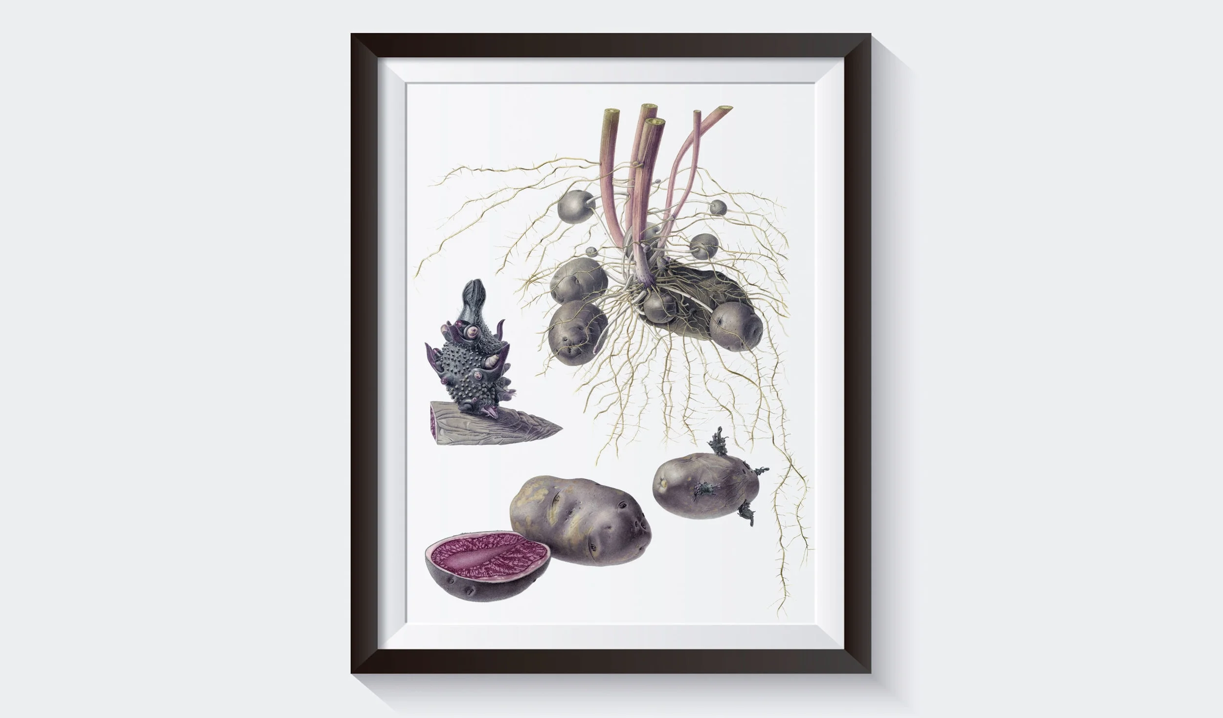 Das Aquarell "Blauer Schwede" hat an der Focus on Nature 2017 im New York State Museum den Jury Award gewonnen.