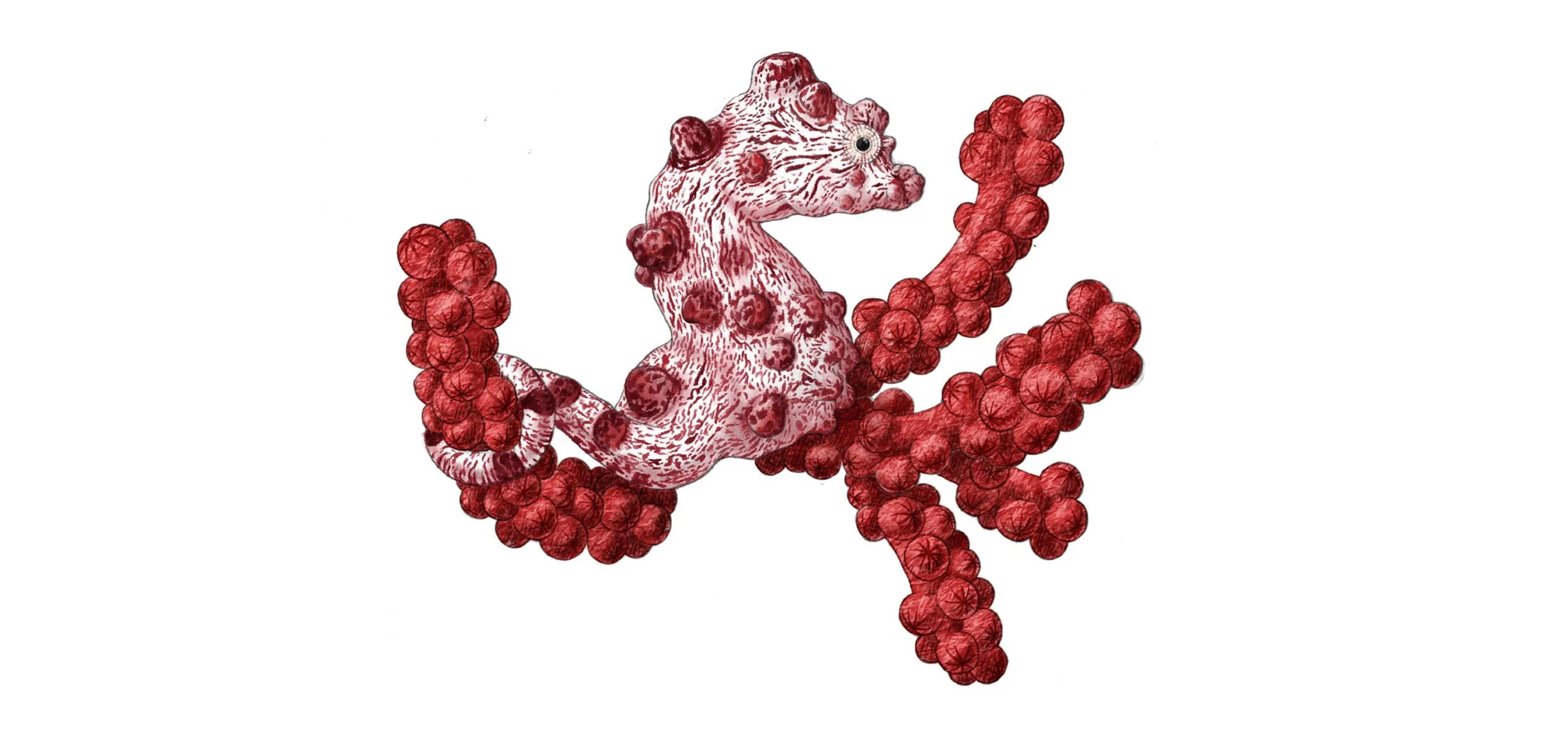 wissenschaftliche_illustration_zwergseepferdchen.jpg