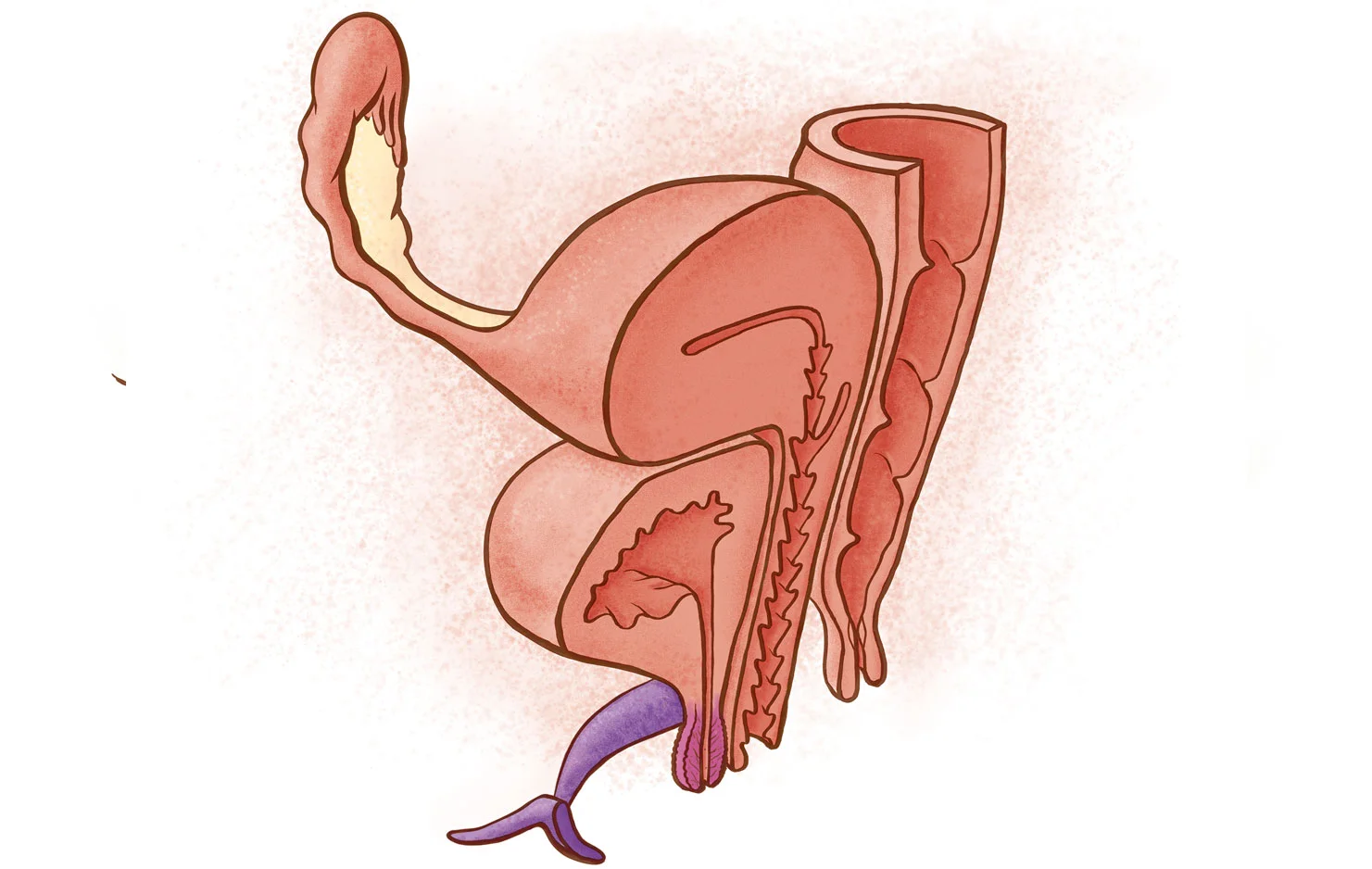 populärwissenschaftliche_illustration_organe_1.jpg