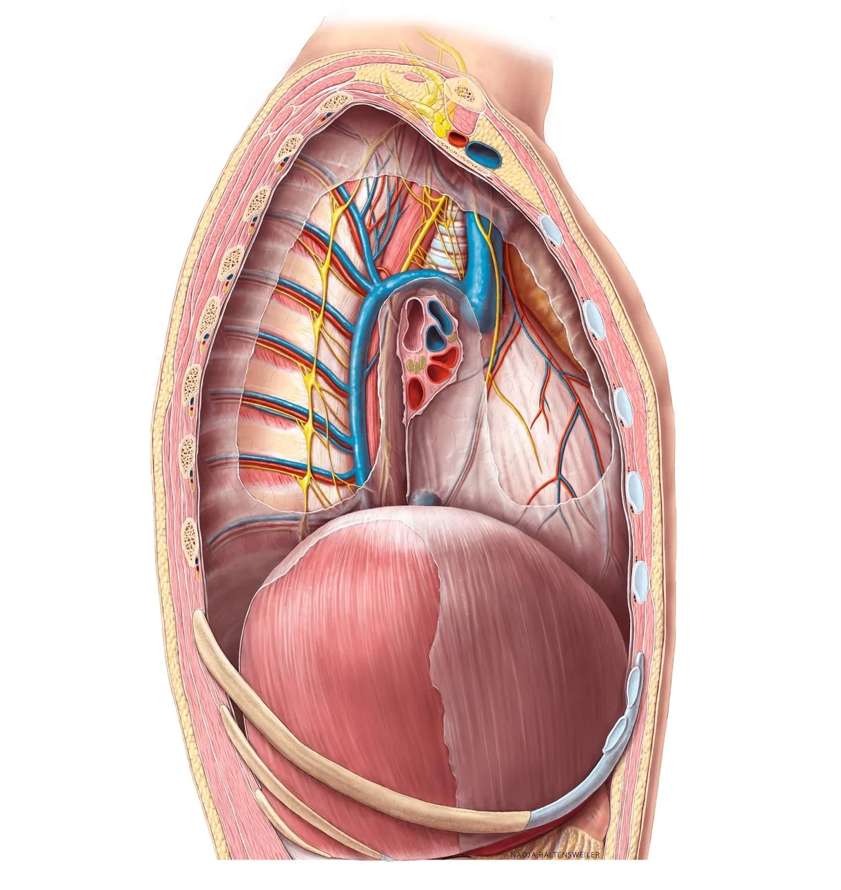 anatomische_illustration_thorax_herz-2.jpg