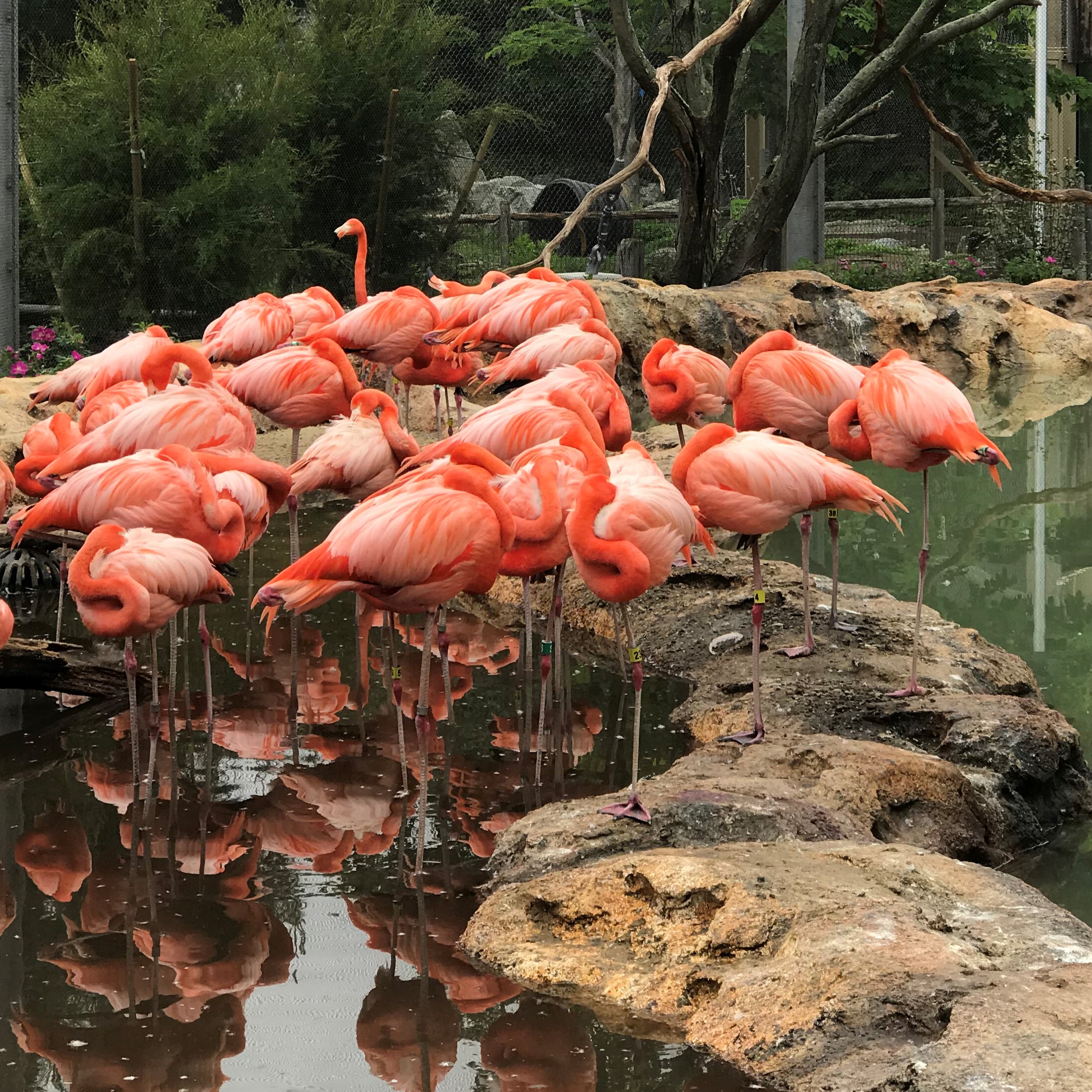 flamingo reflection square.jpg