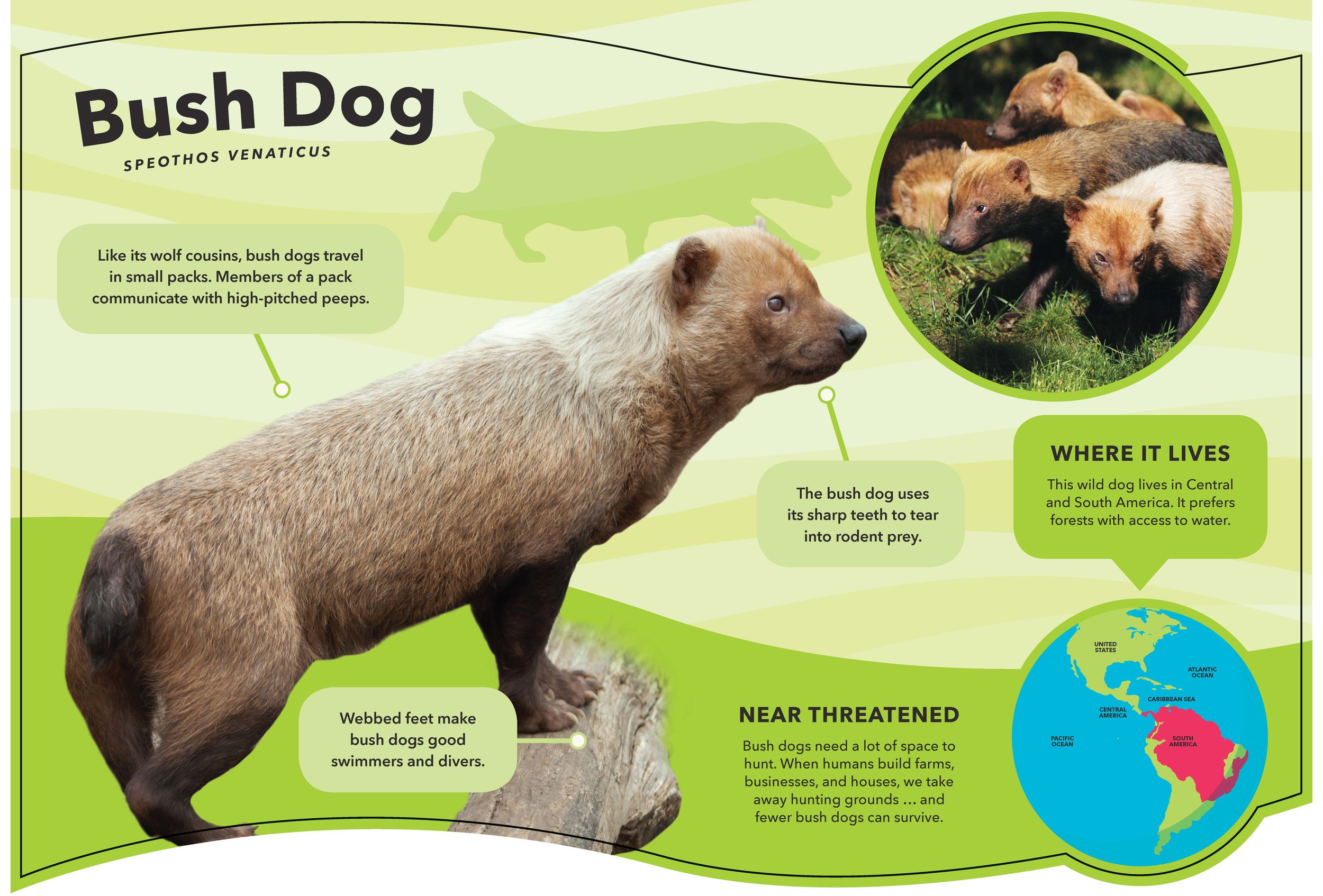 Stone Zoo Graphics Package_Page_06.jpg