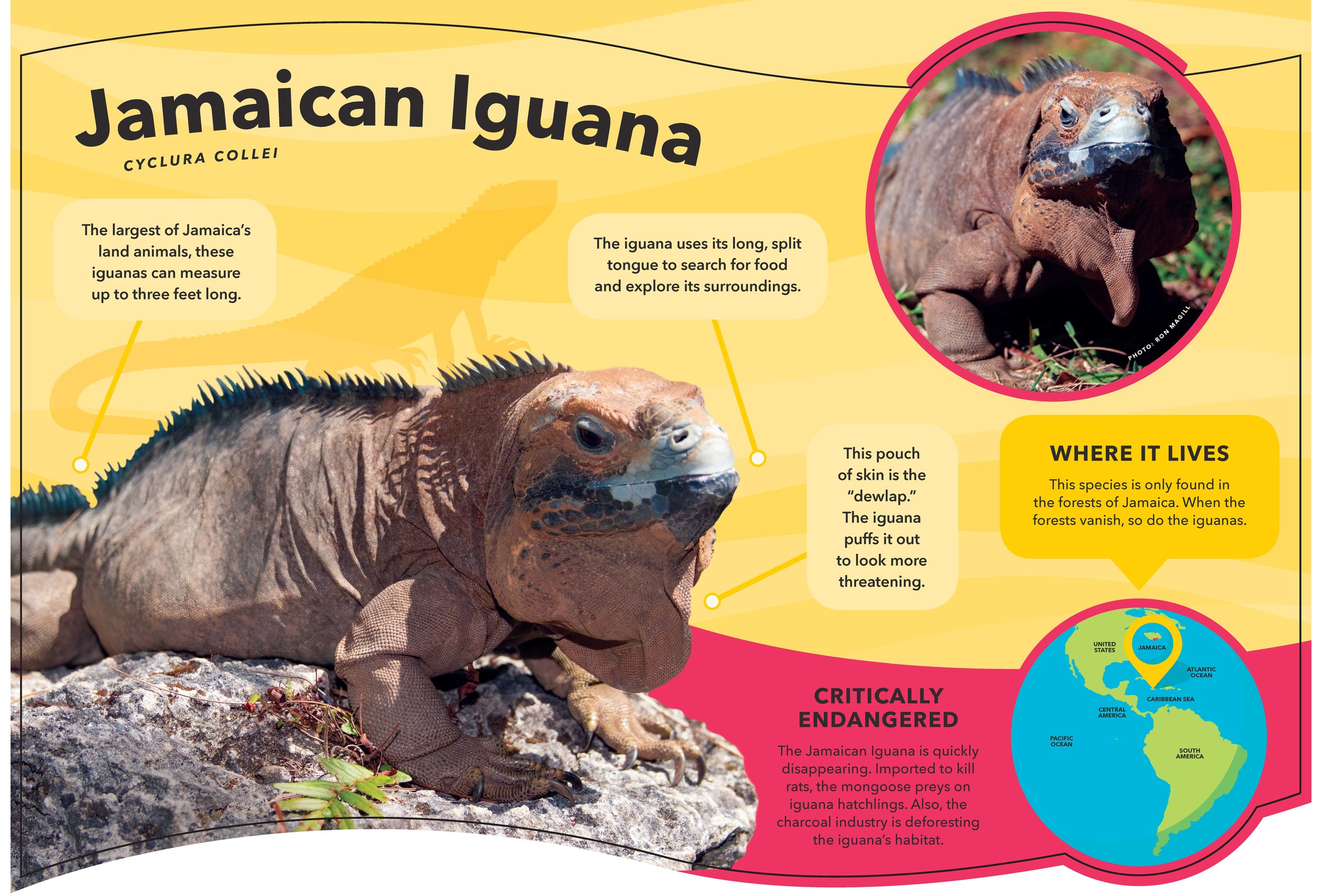 ZNE-CaribbeanCoast-SpeciesID-Bleed-Iguana.jpg